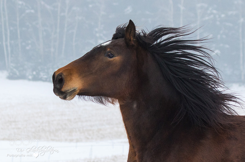 Canon EOS 5D sample photo. Running horse portrait photography