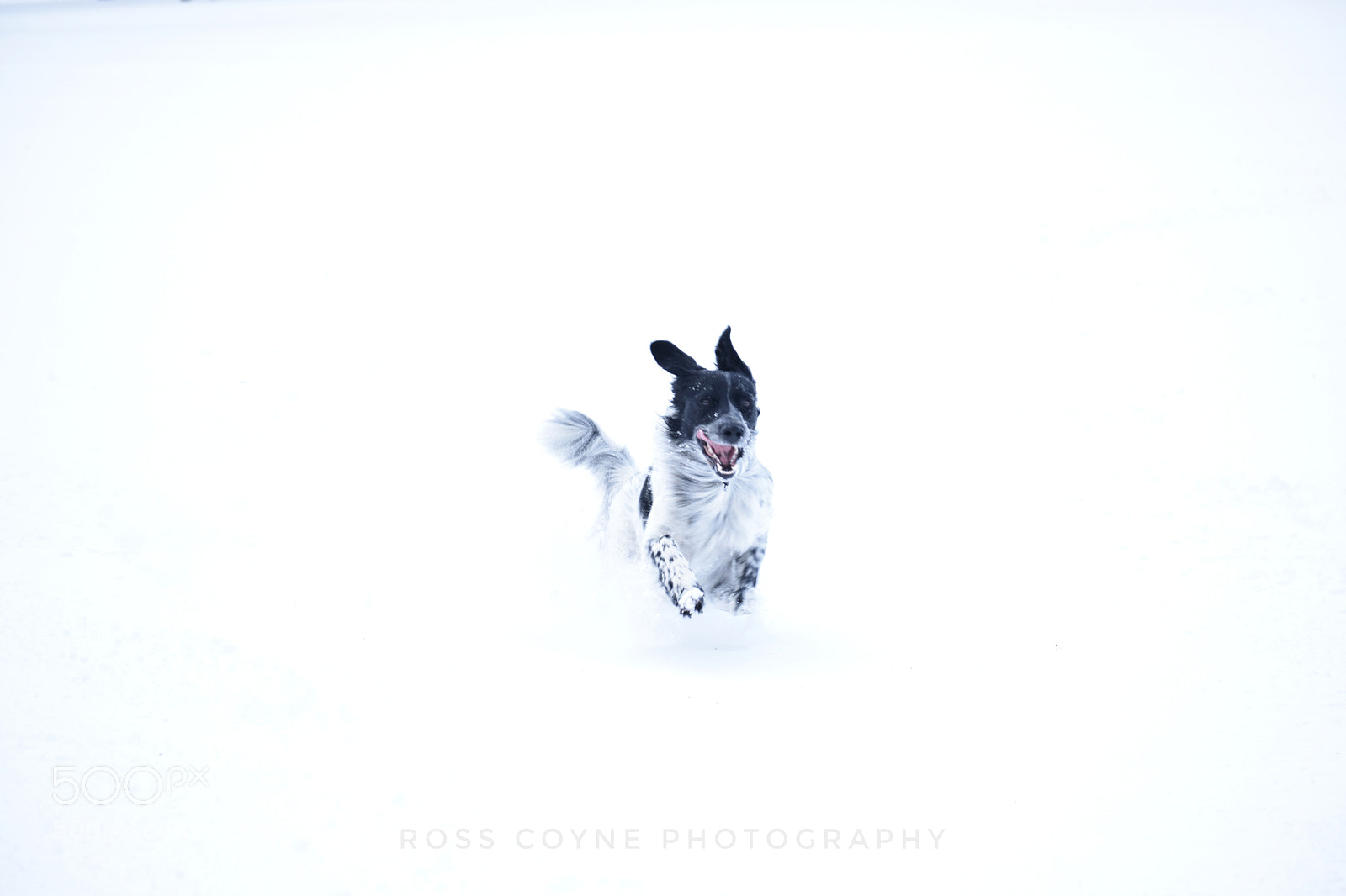 Nikon D3300 sample photo. My dog enjoying the photography