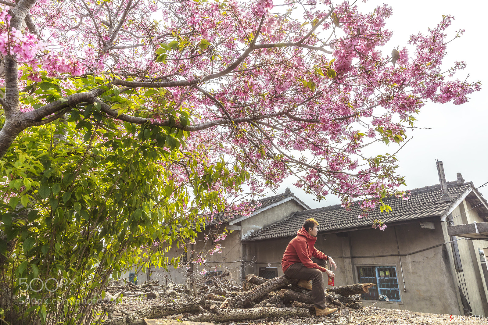 Canon EOS 5DS sample photo. 櫻木花道是我 photography