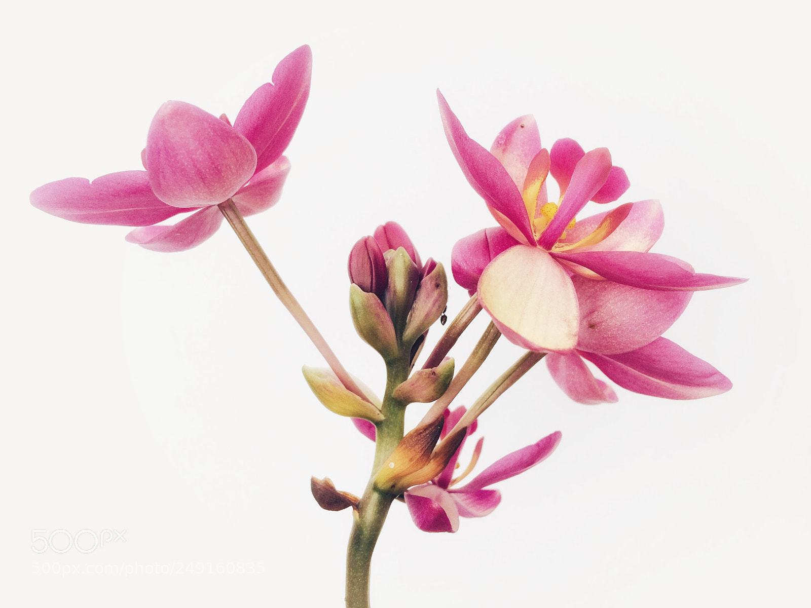 Apple iPhone 5s sample photo. Orchid flowers photography