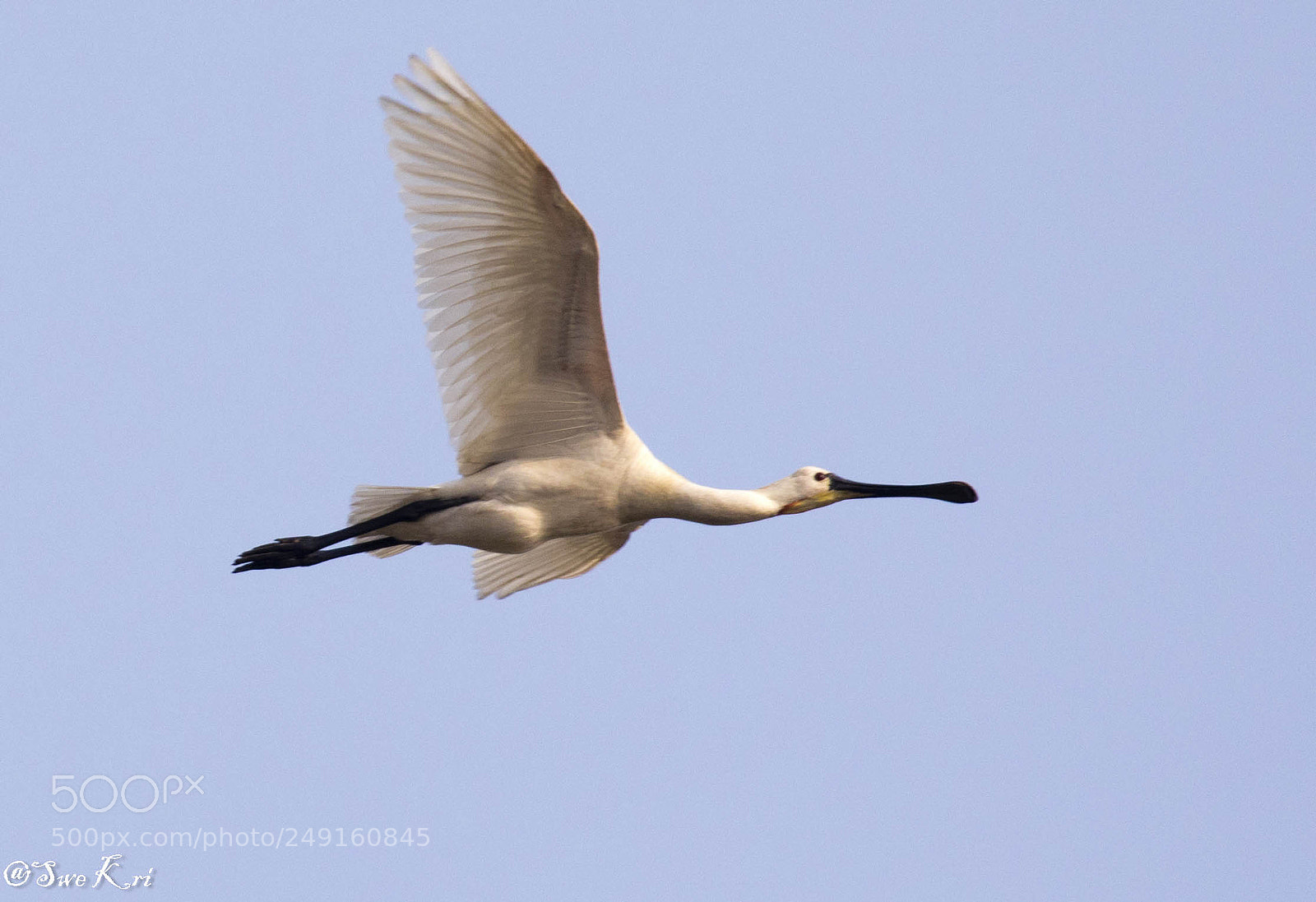 Canon EOS 5D Mark IV sample photo. Eurasian spoonbill photography