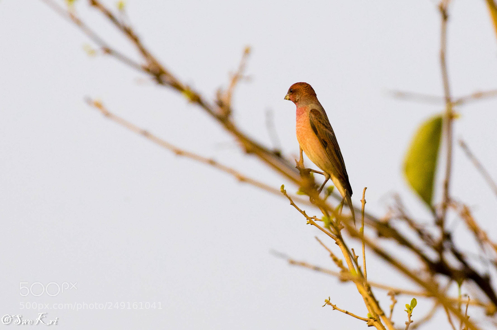 Canon EOS 5D Mark IV sample photo. Common rosefinch photography
