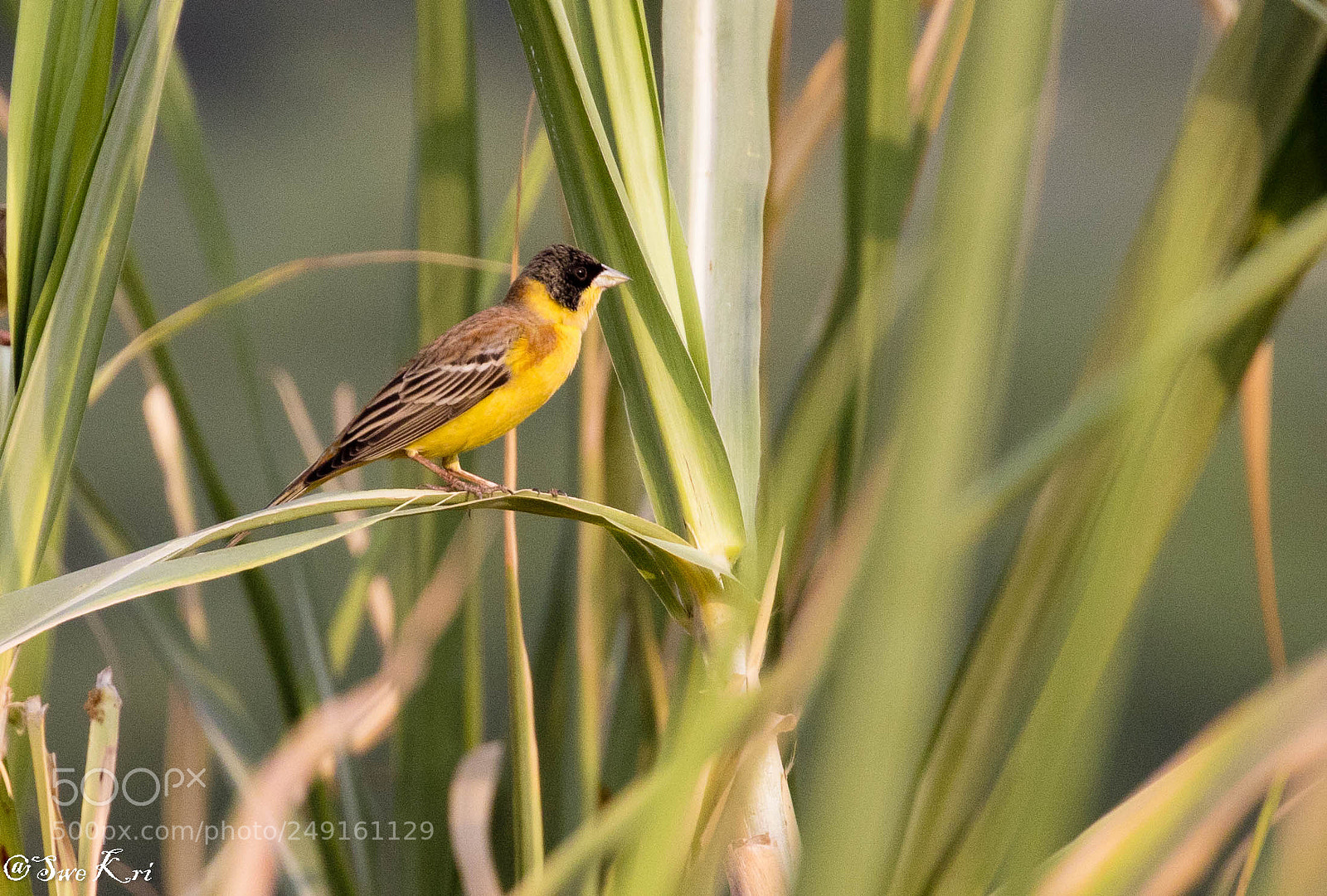 Canon EOS 5D Mark IV sample photo. Black-headed bunting photography