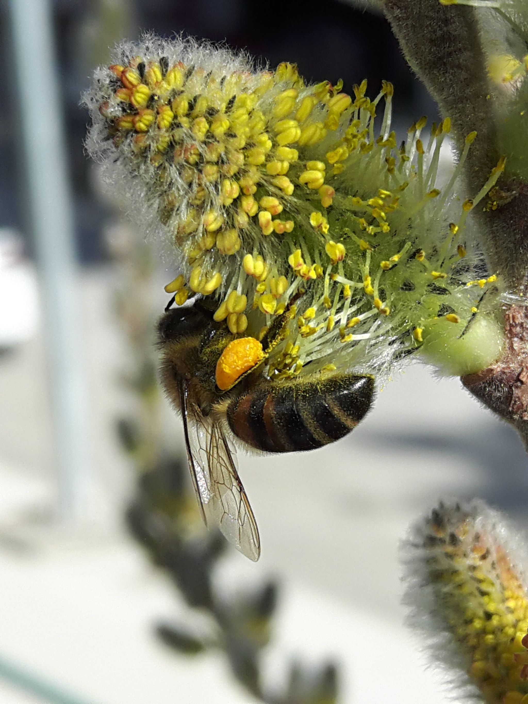 Samsung Galaxy A8 sample photo. Bee and salix.. photography