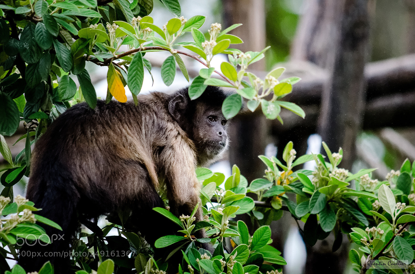 Nikon D7000 sample photo. Monkey photography