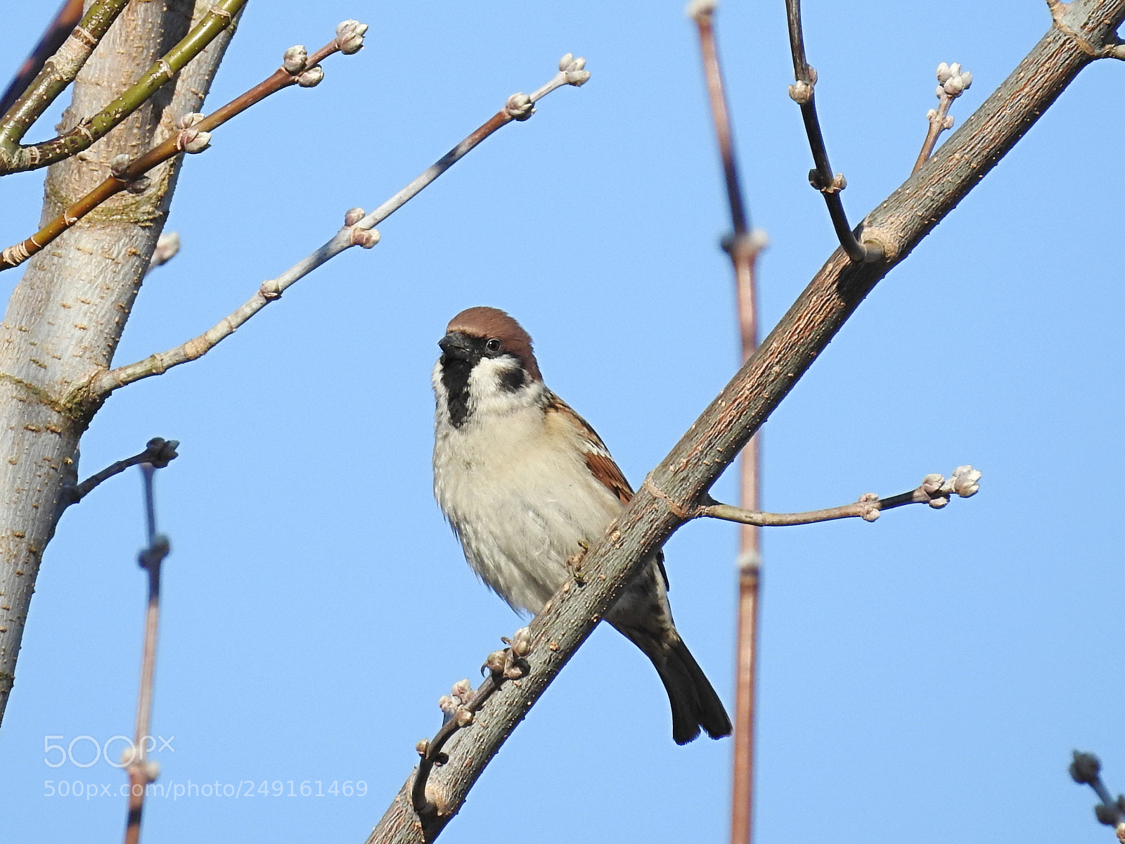 Nikon Coolpix P900 sample photo. Sparrow photography