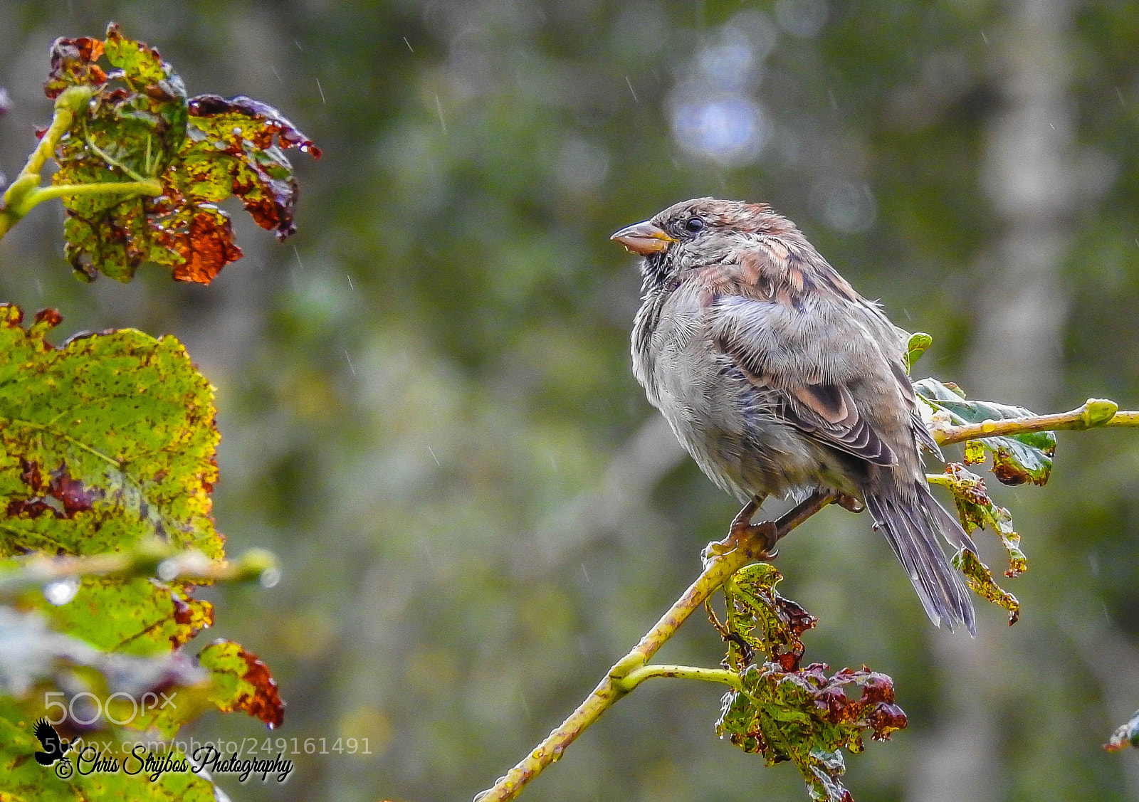 Nikon Coolpix P900 sample photo. House sparrow in the photography
