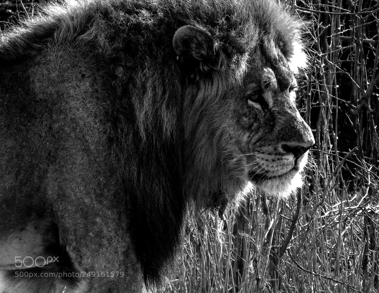 Canon PowerShot SX60 HS sample photo. Lion king photography