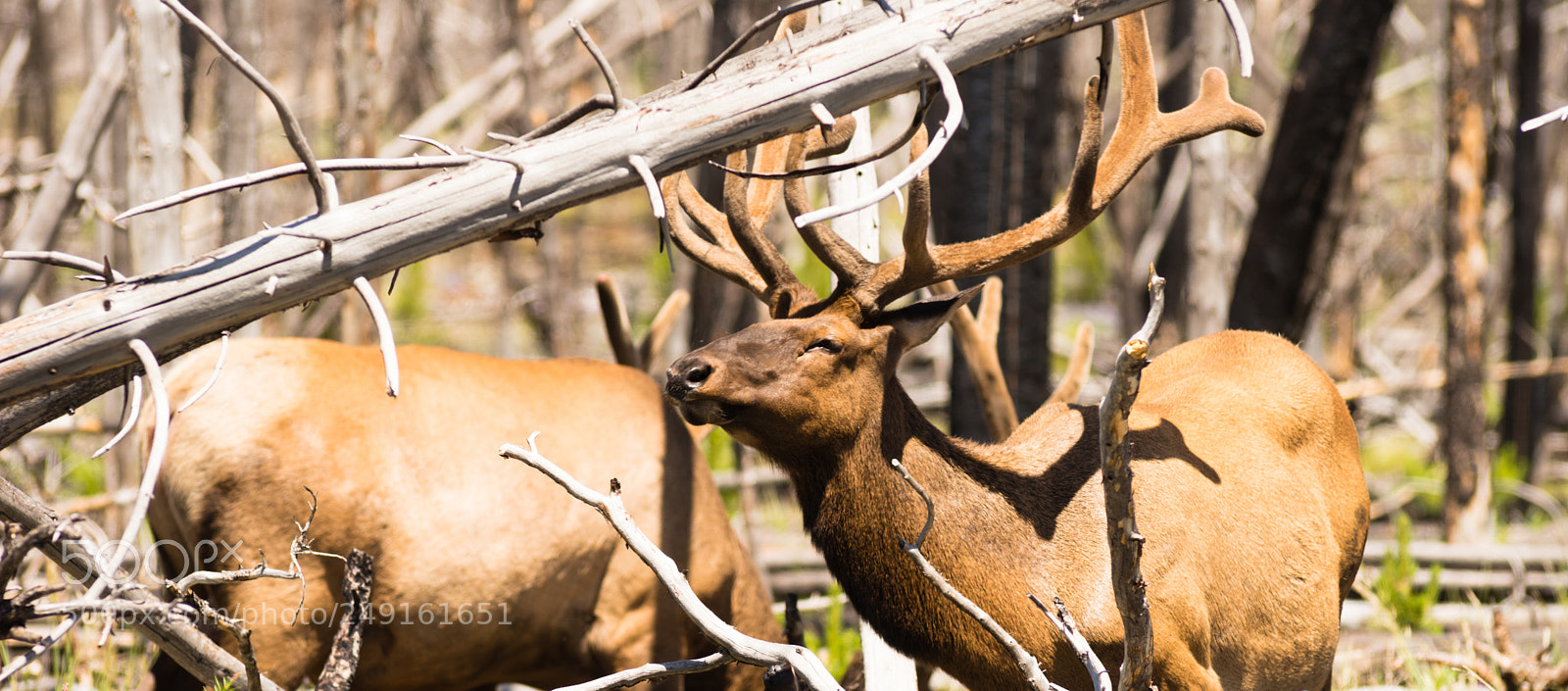 Sony SLT-A99V sample photo. Male bull elk weathering photography