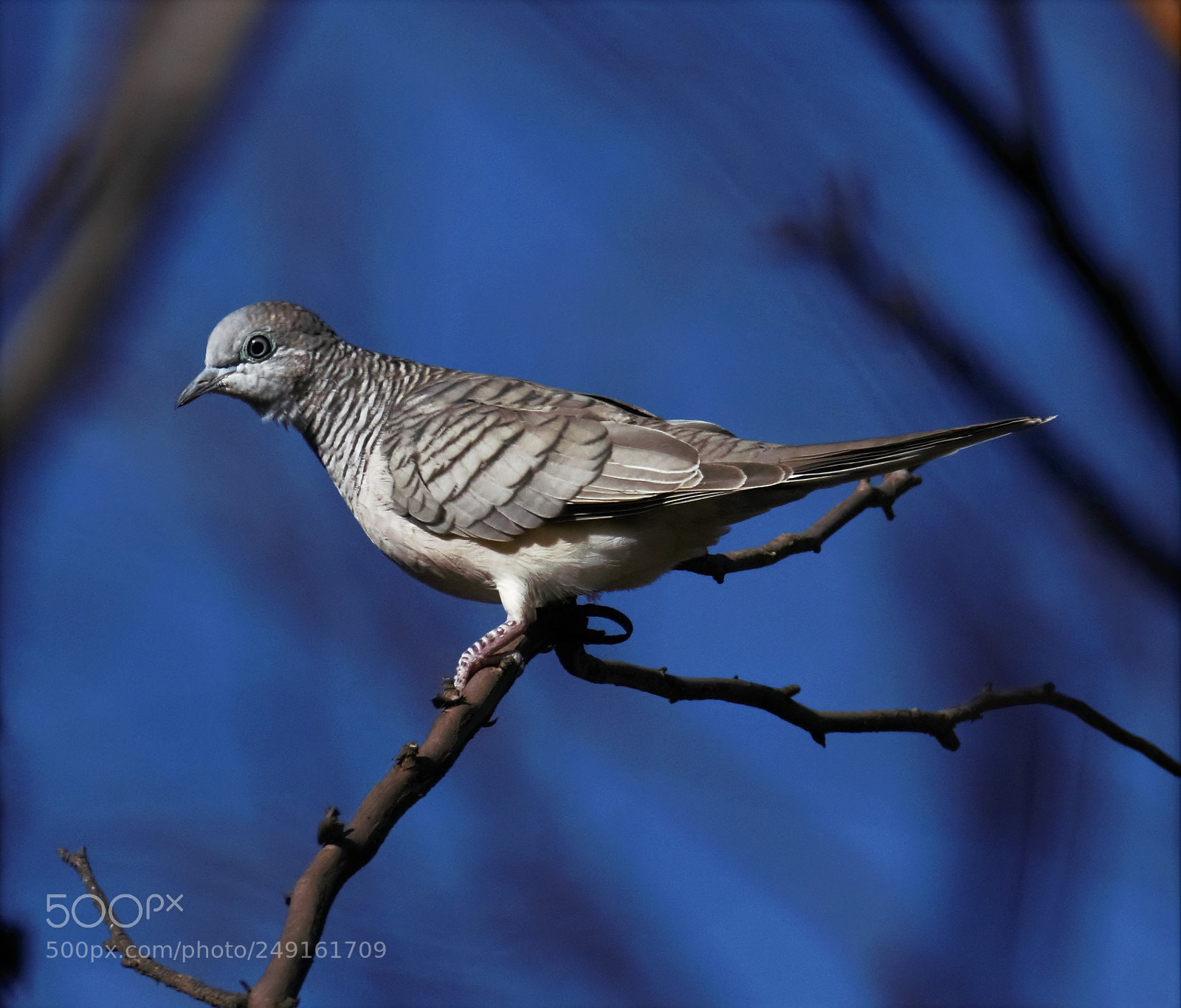 Nikon D810 sample photo. Peaceful dove photography