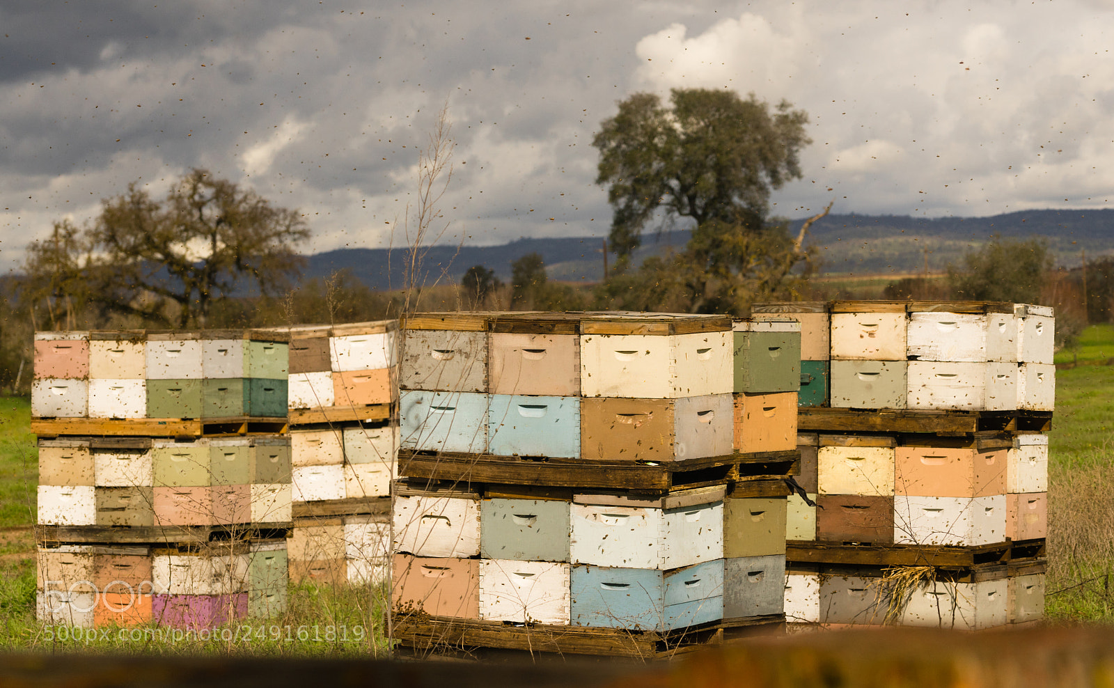 Sony a7 sample photo. Beekeeper boxes bee colony photography