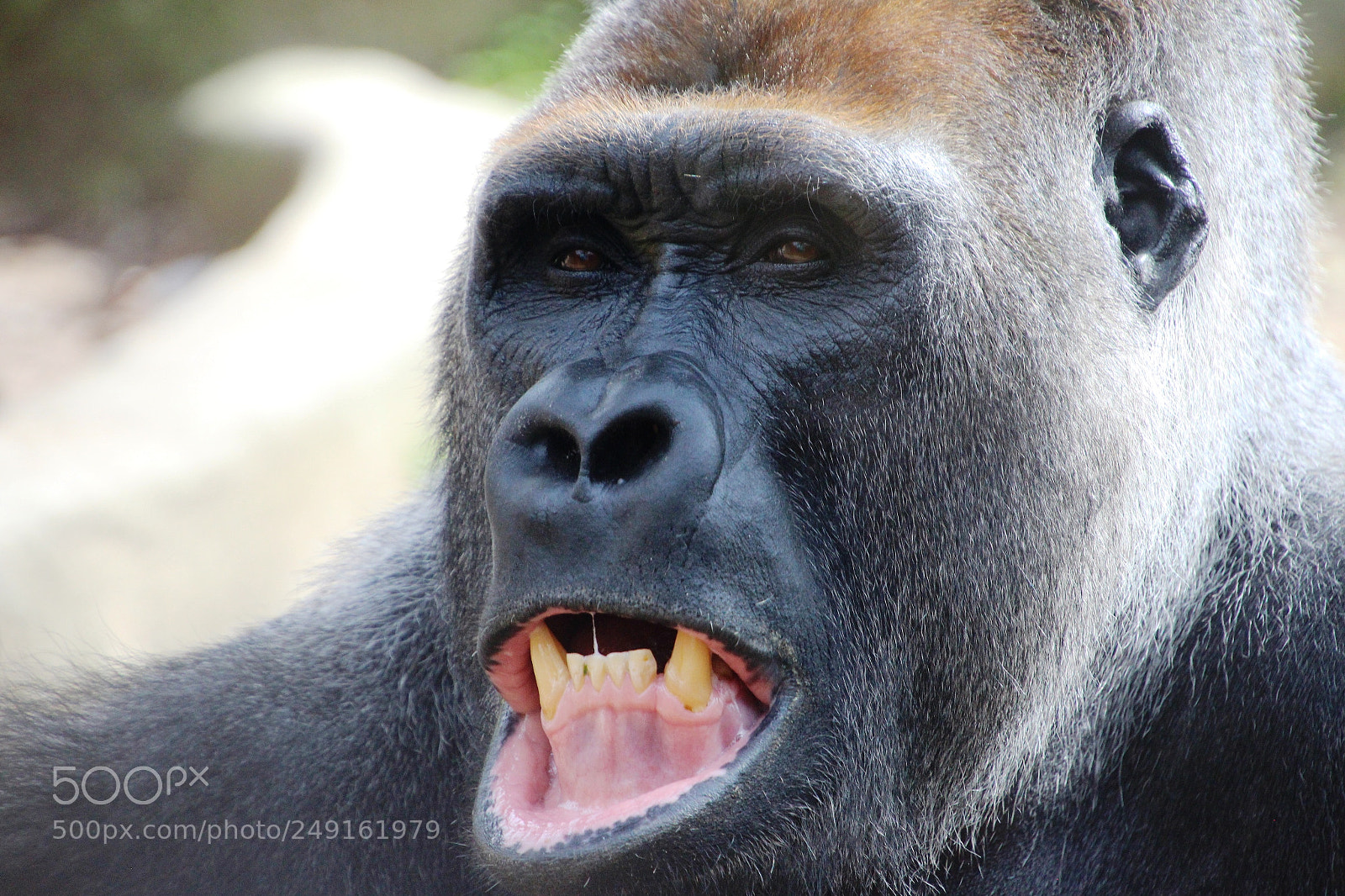 Canon EOS 650D (EOS Rebel T4i / EOS Kiss X6i) sample photo. Evil gorilla's male photography