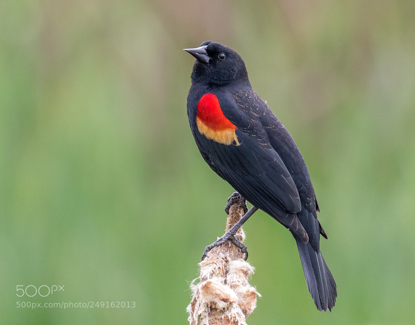Canon EOS 7D Mark II sample photo. Red-winged black bird photography