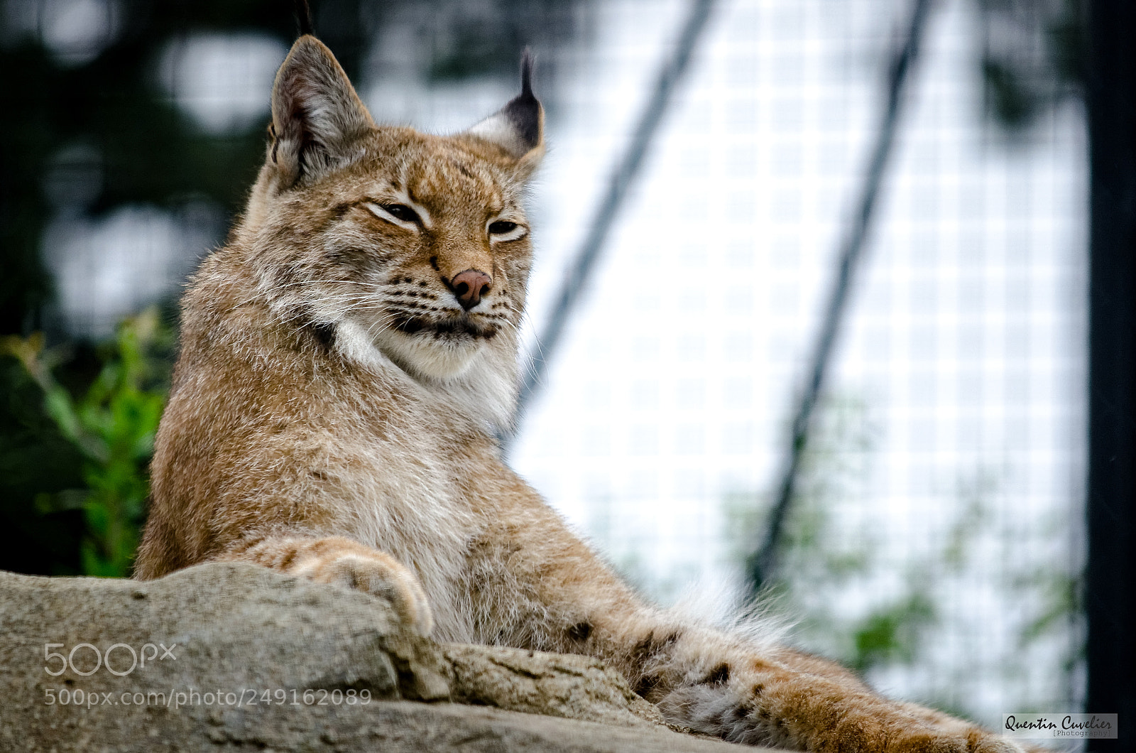 Nikon D7000 sample photo. Lynx photography