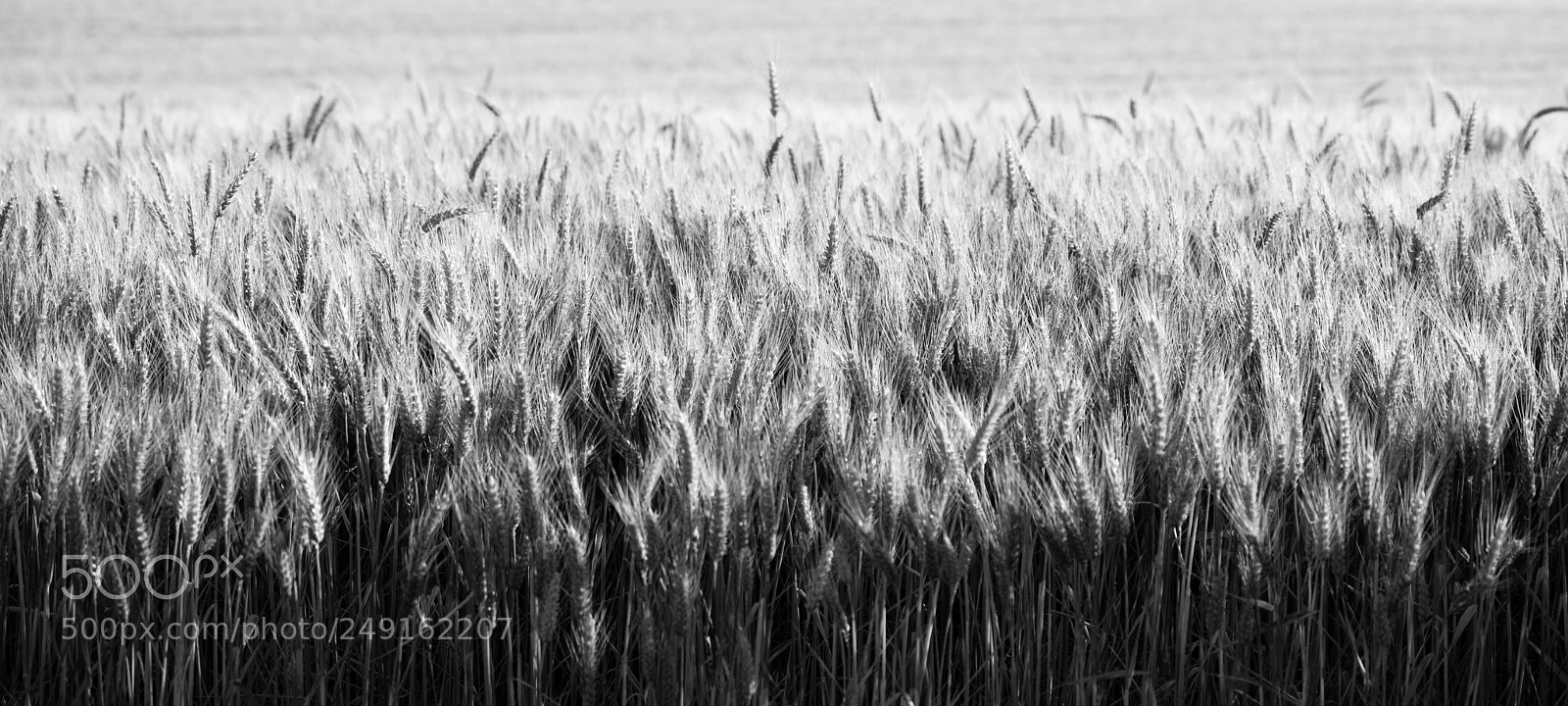 Sony a7 sample photo. Close up whole grains photography