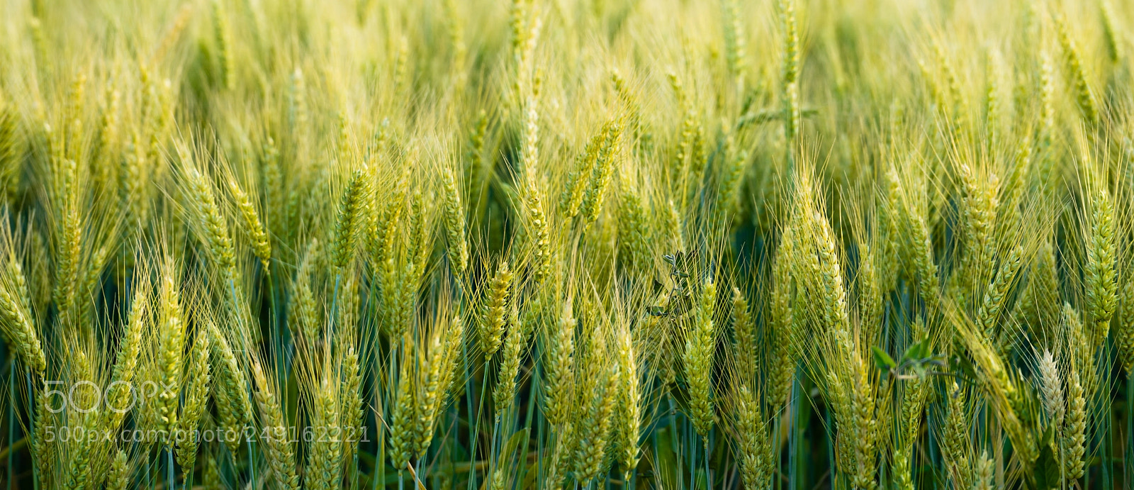 Sony a7 sample photo. Close up whole grains photography