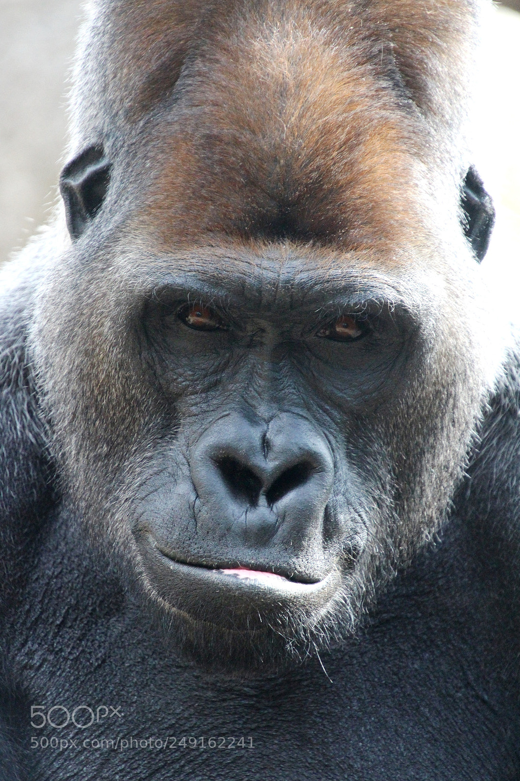 Canon EOS 650D (EOS Rebel T4i / EOS Kiss X6i) sample photo. Male gorilla photography