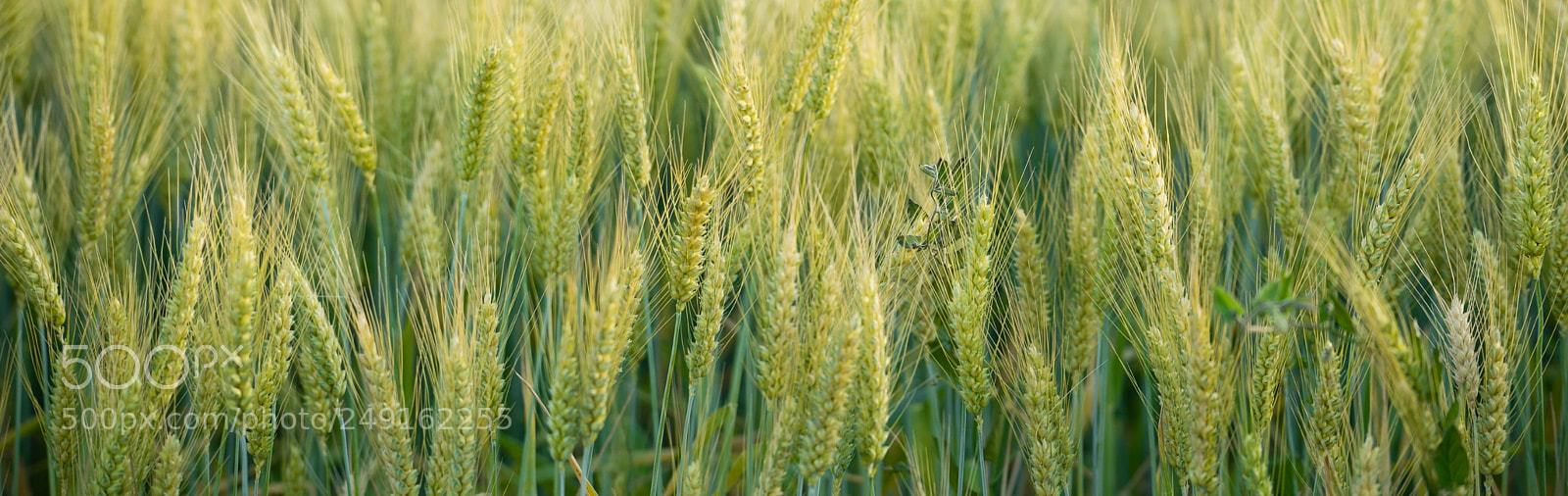 Sony a7 sample photo. Close up whole grains photography