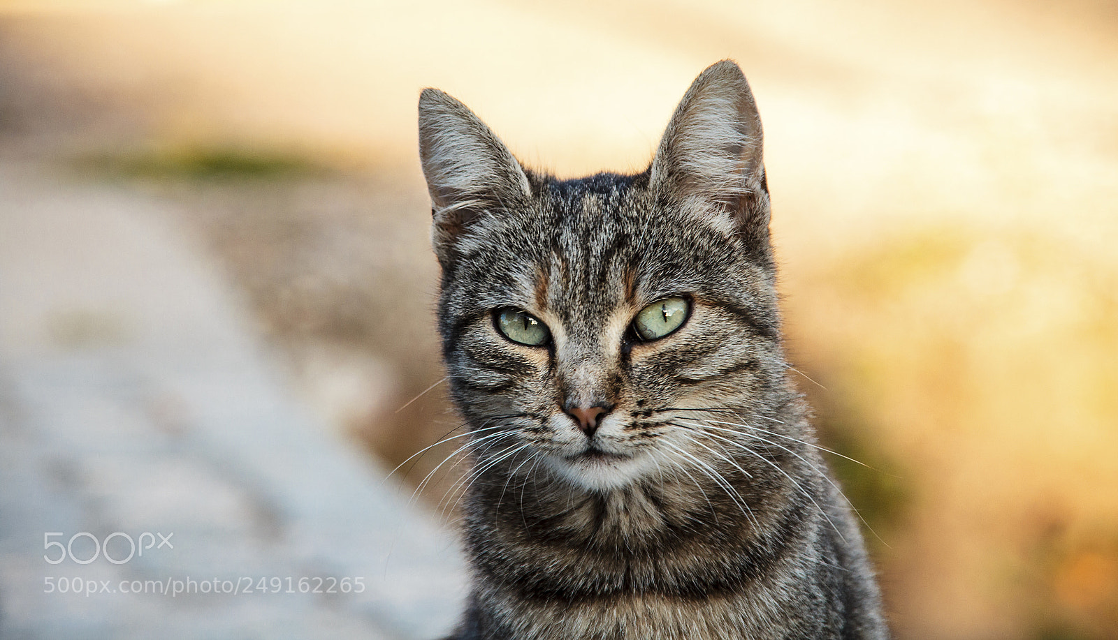 Canon EOS 600D (Rebel EOS T3i / EOS Kiss X5) sample photo. Cute cat photography