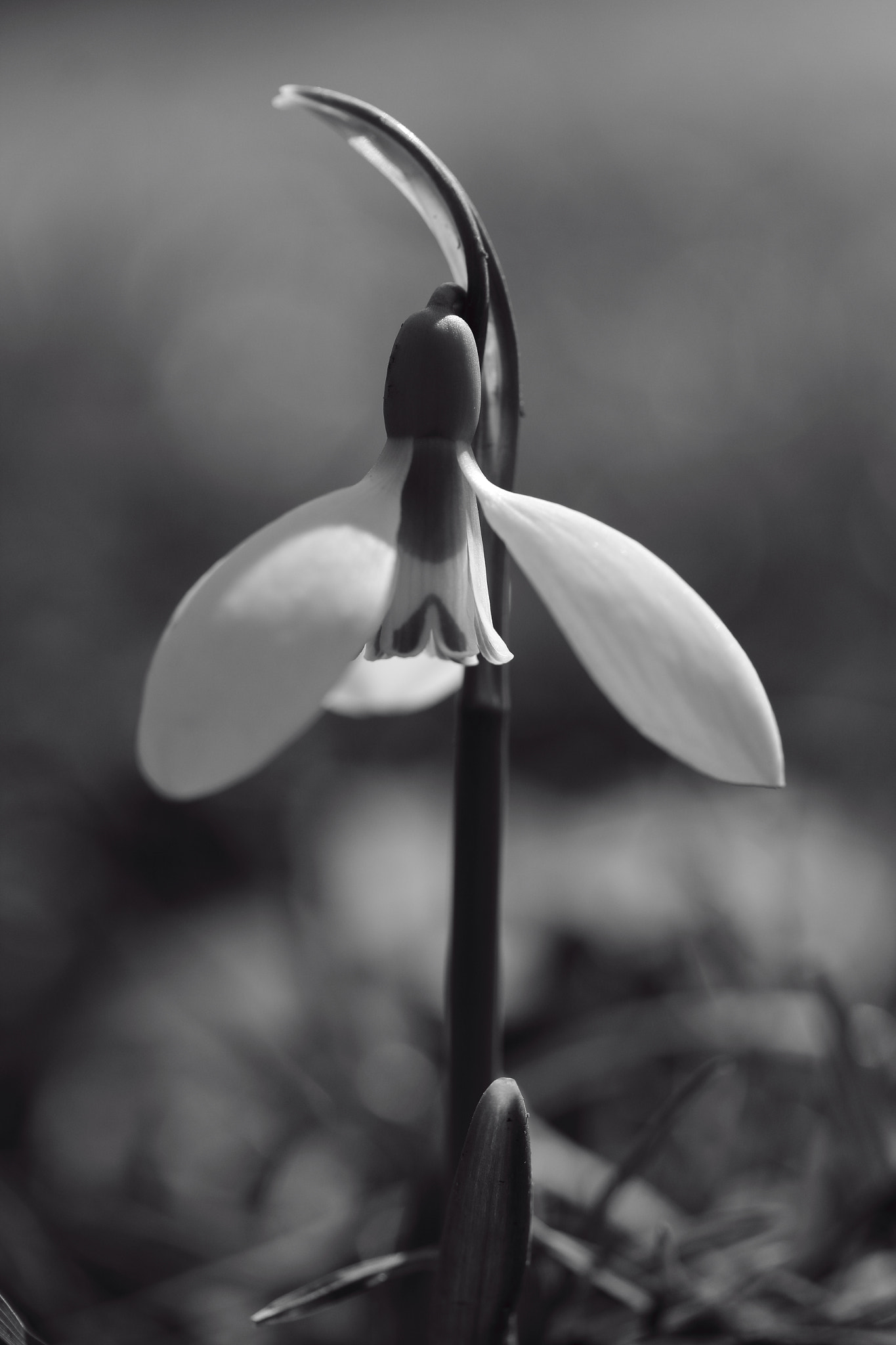 Canon EF-S 60mm F2.8 Macro USM sample photo. Inner strength photography