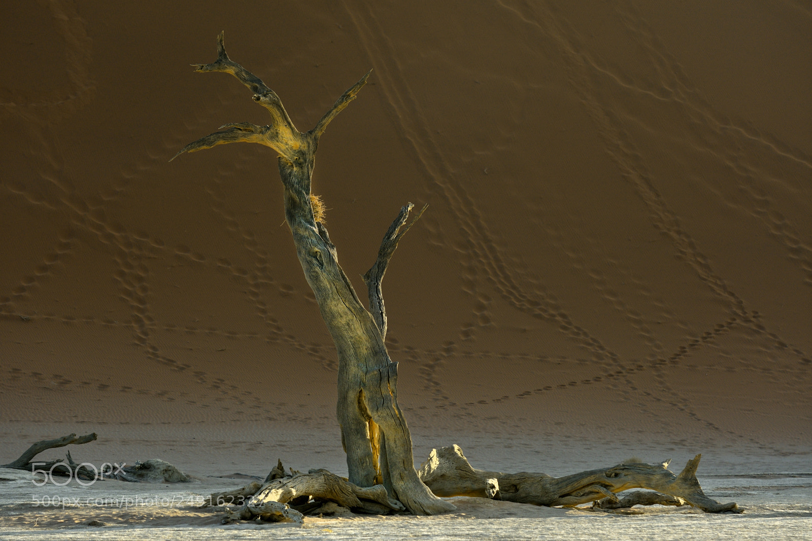 Nikon D500 sample photo. Totem pole ? photography