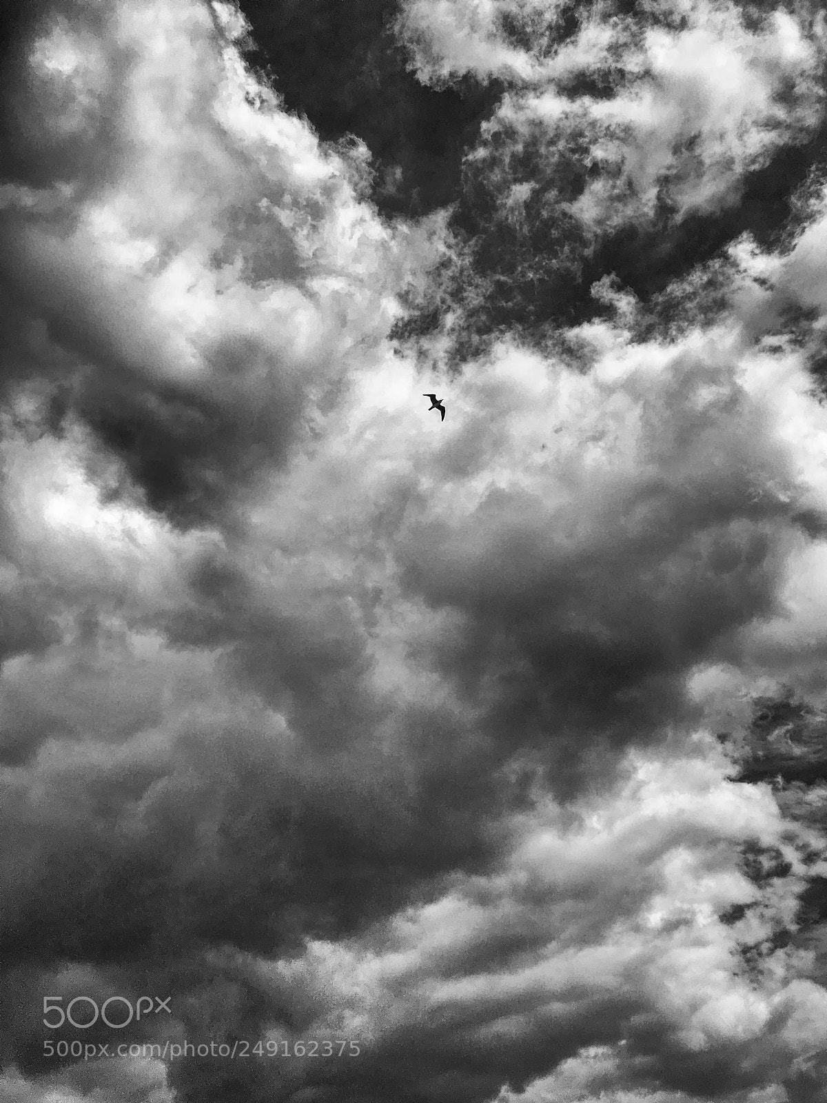Apple iPhone SE sample photo. B n una gavina photography