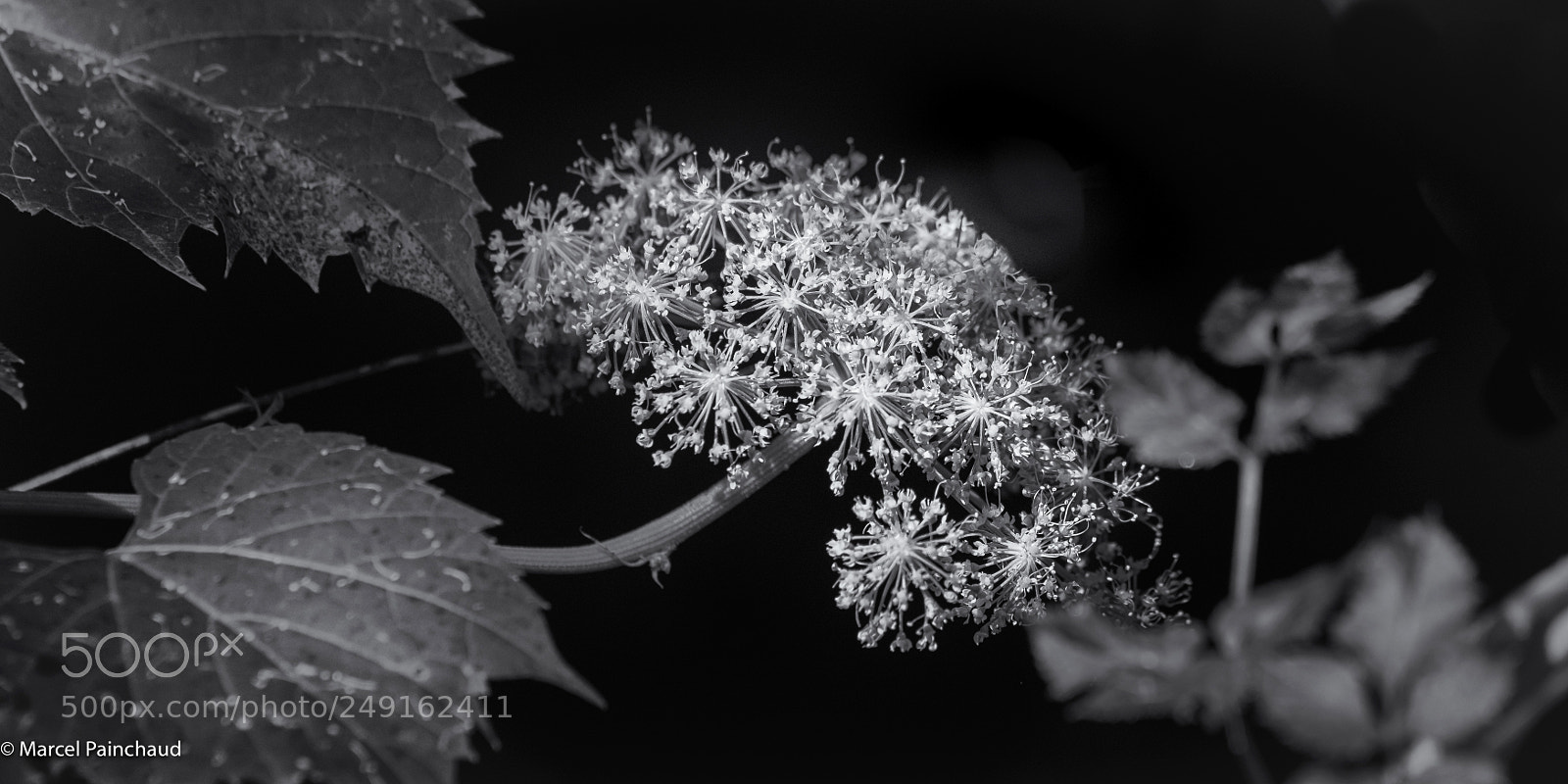 Nikon D810 sample photo. Patches of light v photography