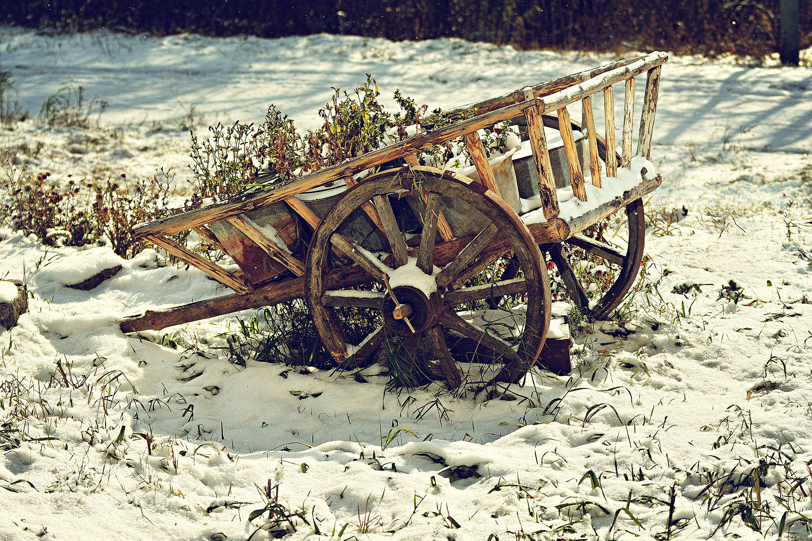 Nikon D5200 sample photo. Cart photography