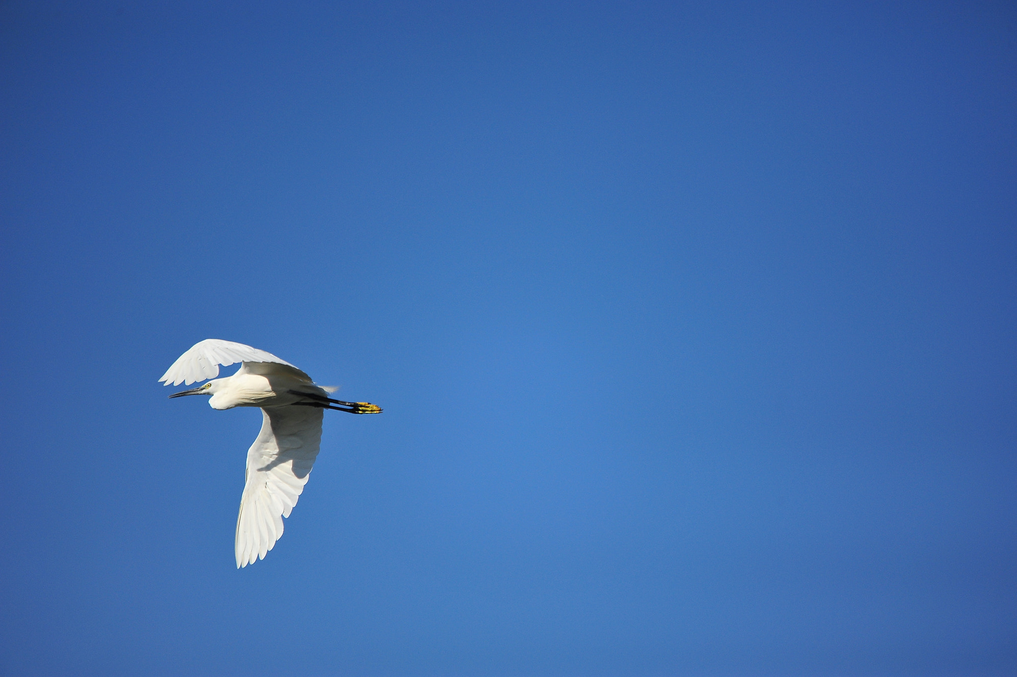 Sigma 150-500mm F5-6.3 DG OS HSM sample photo. Over the sky photography