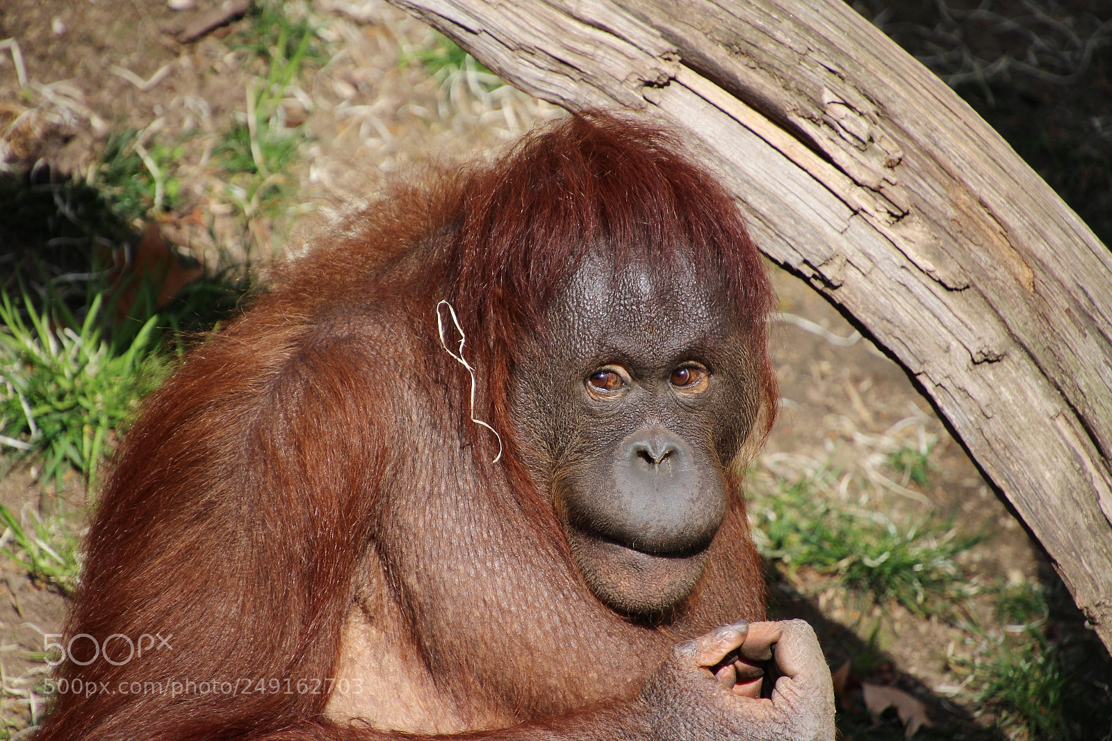 Canon EOS 650D (EOS Rebel T4i / EOS Kiss X6i) sample photo. Orangutan female photography