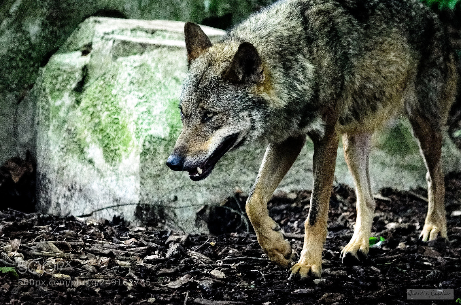 Nikon D7000 sample photo. Iberic wolf photography