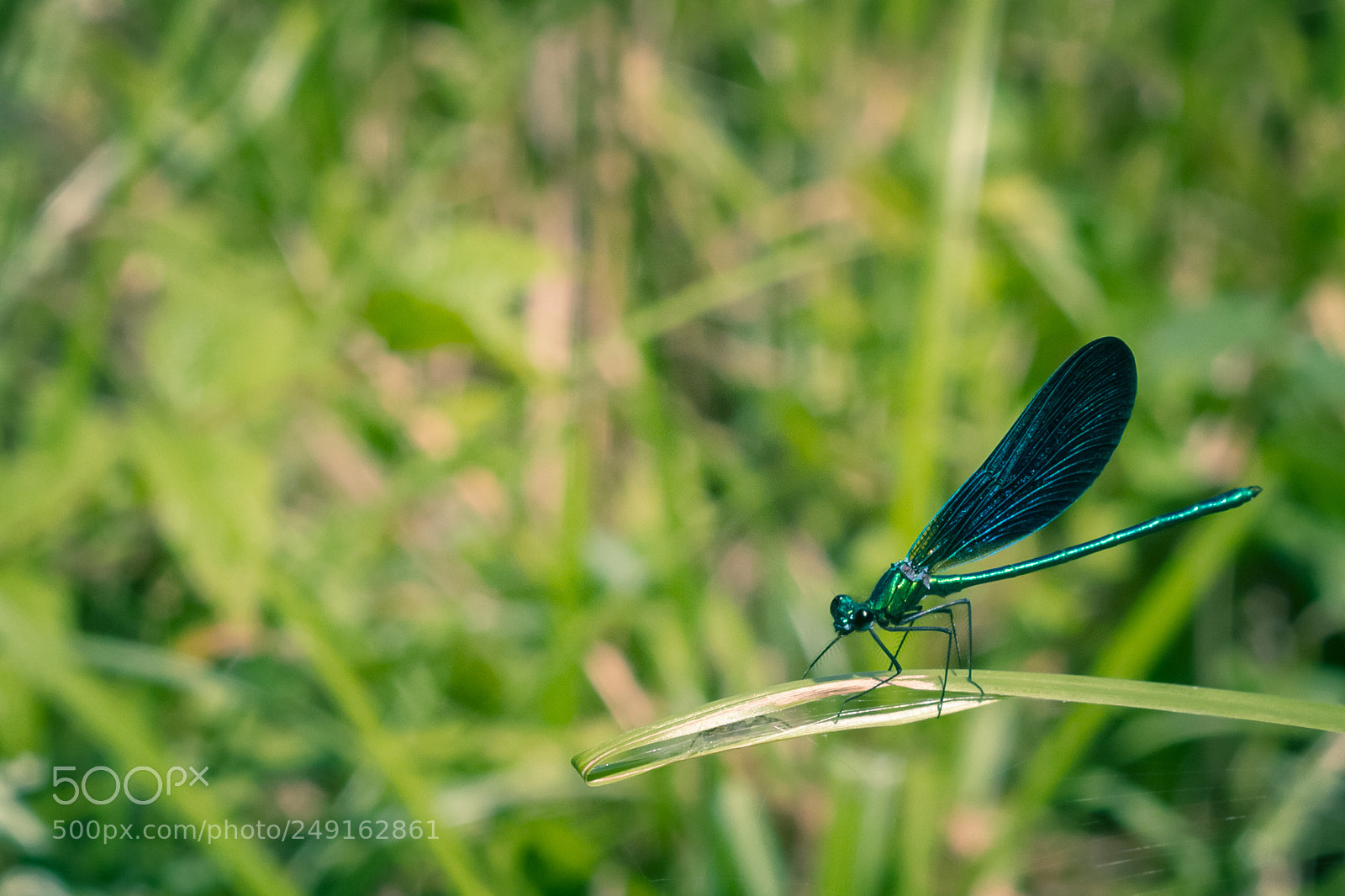 Canon EOS 600D (Rebel EOS T3i / EOS Kiss X5) sample photo. Dragonfly photography