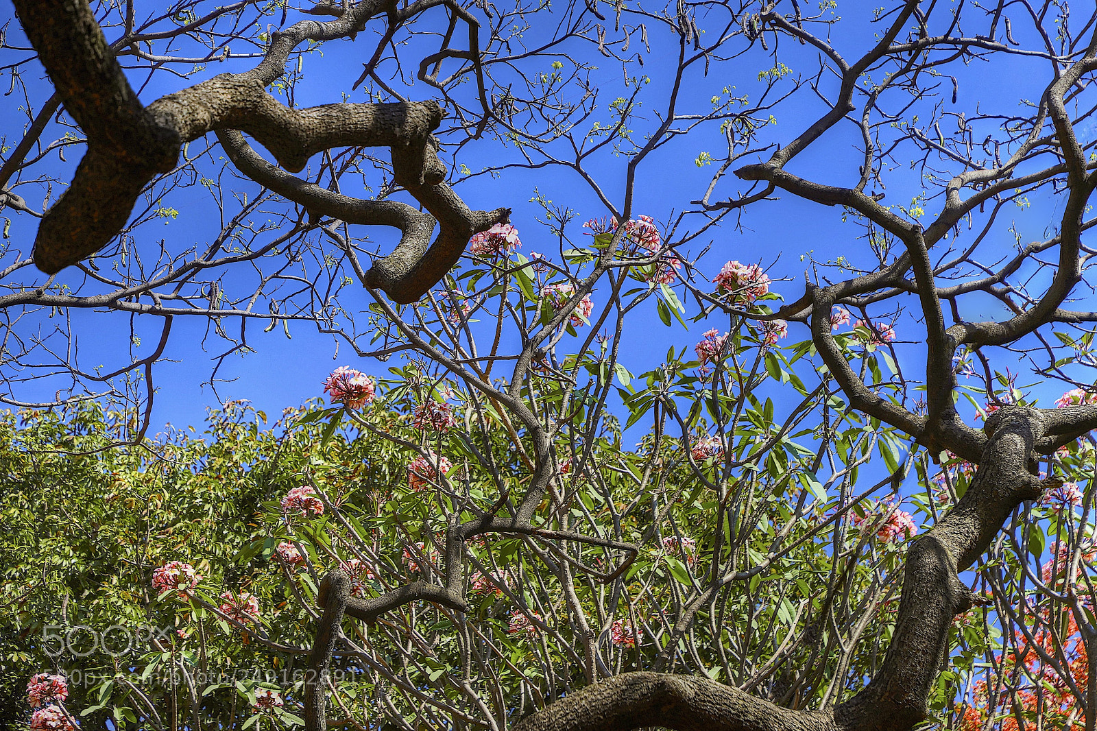 Canon EOS 6D Mark II sample photo. Flowery sky photography