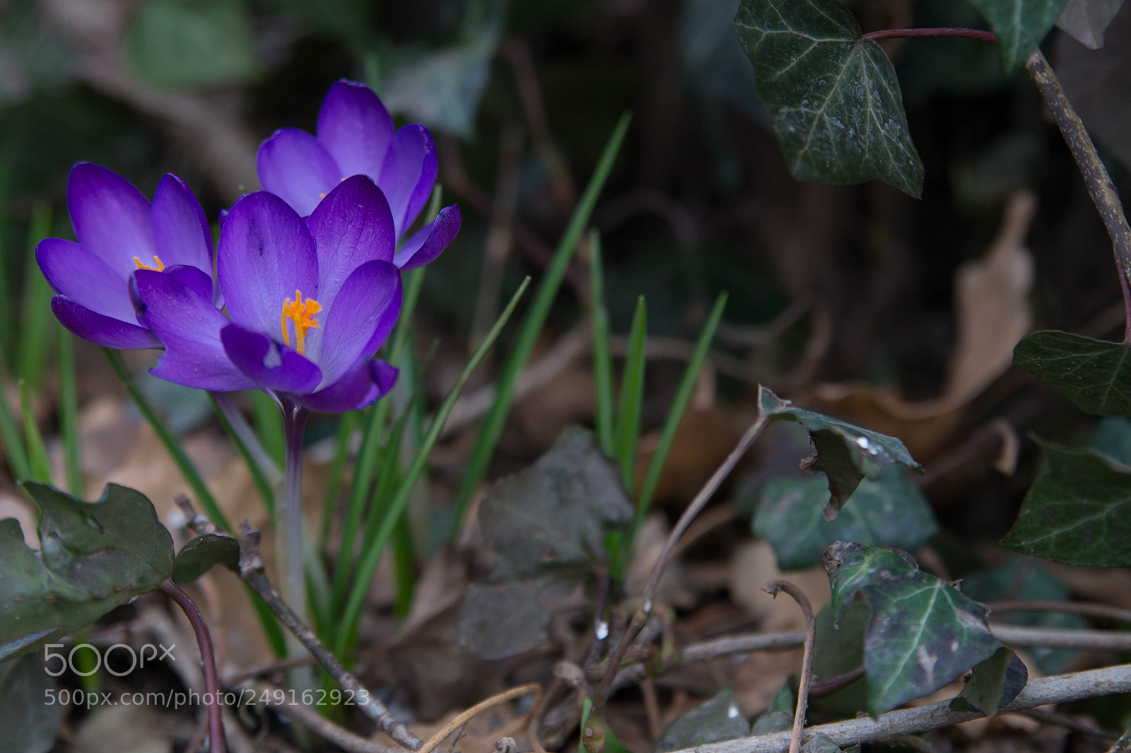 Sony SLT-A58 sample photo. Crocus photography