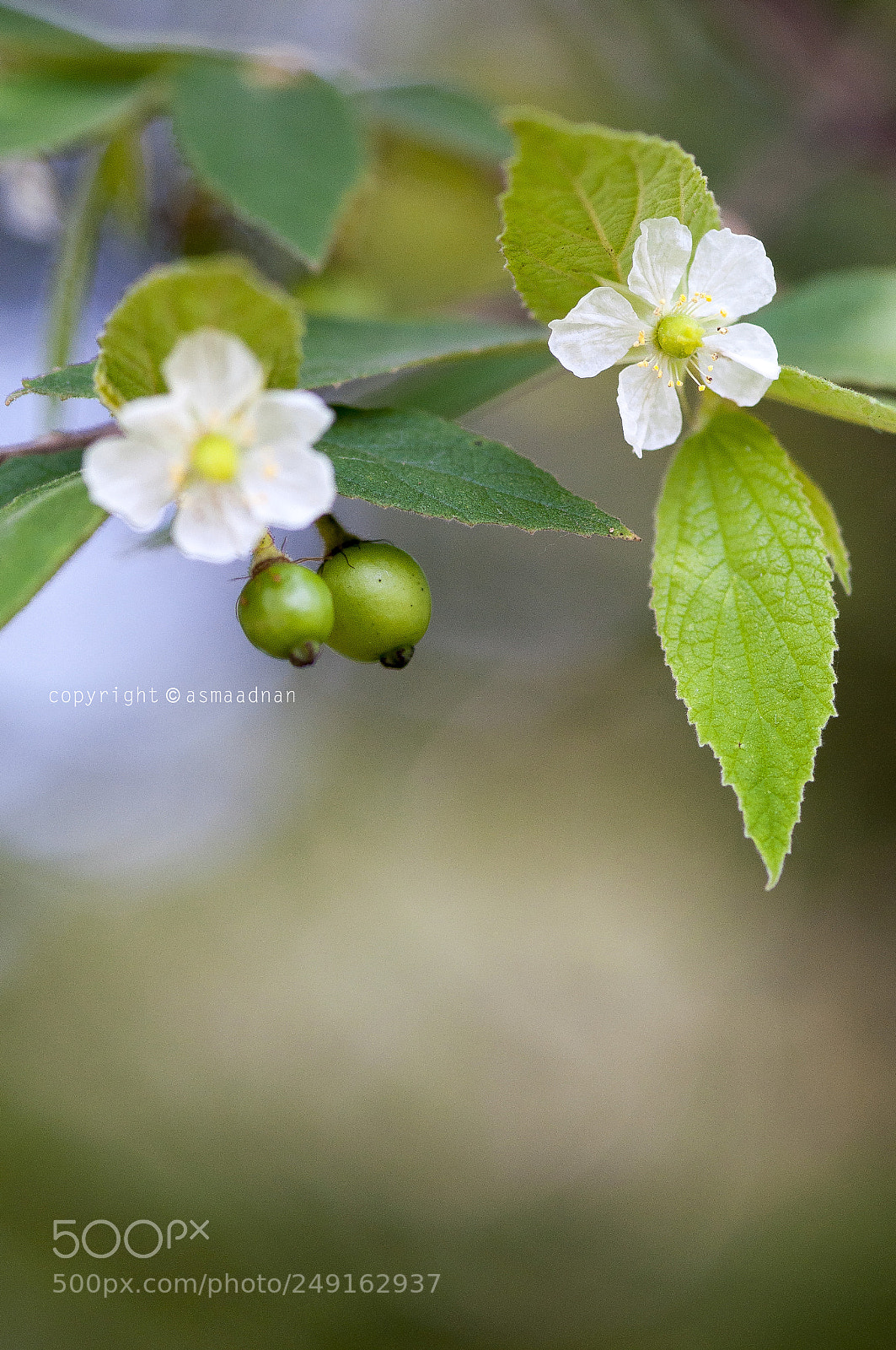 Nikon D90 sample photo. Morning blossom photography