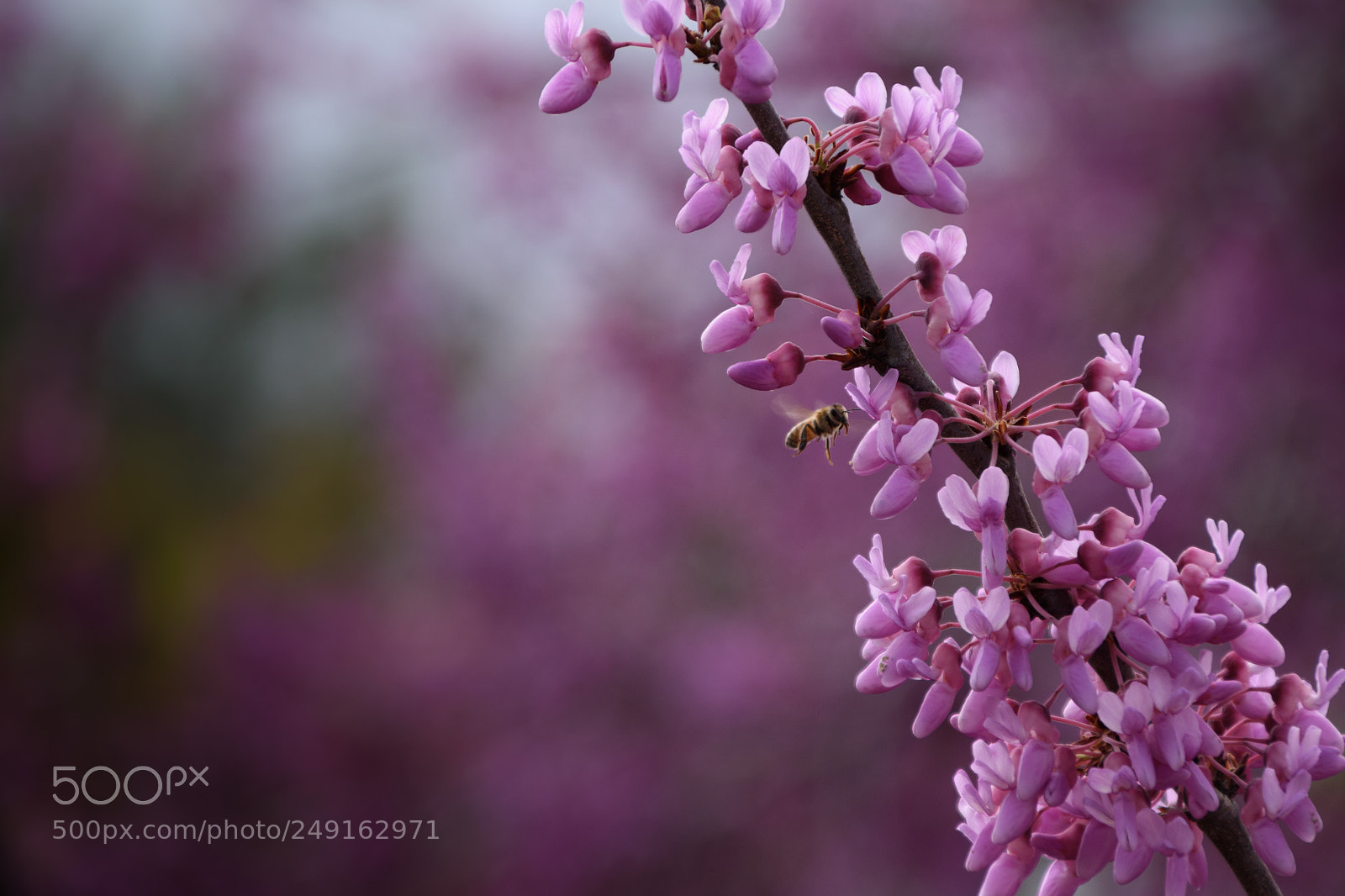 Nikon D5500 sample photo. Bee on redbuds photography