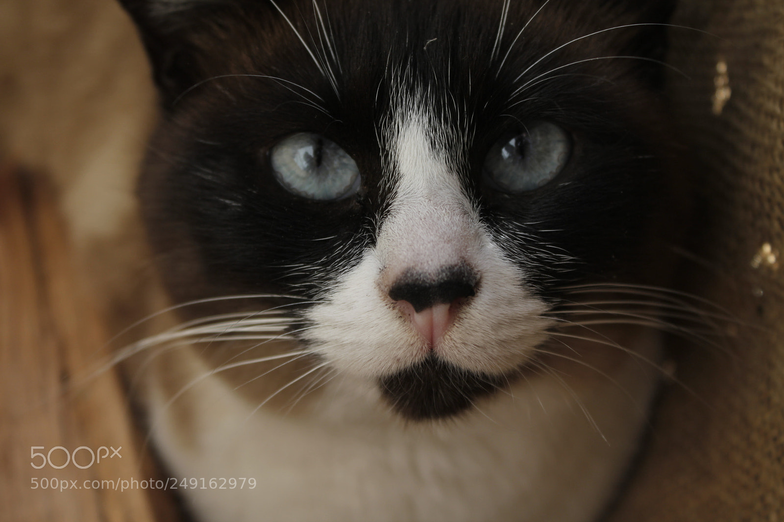 Canon EOS 1100D (EOS Rebel T3 / EOS Kiss X50) sample photo. Hypnosis photography