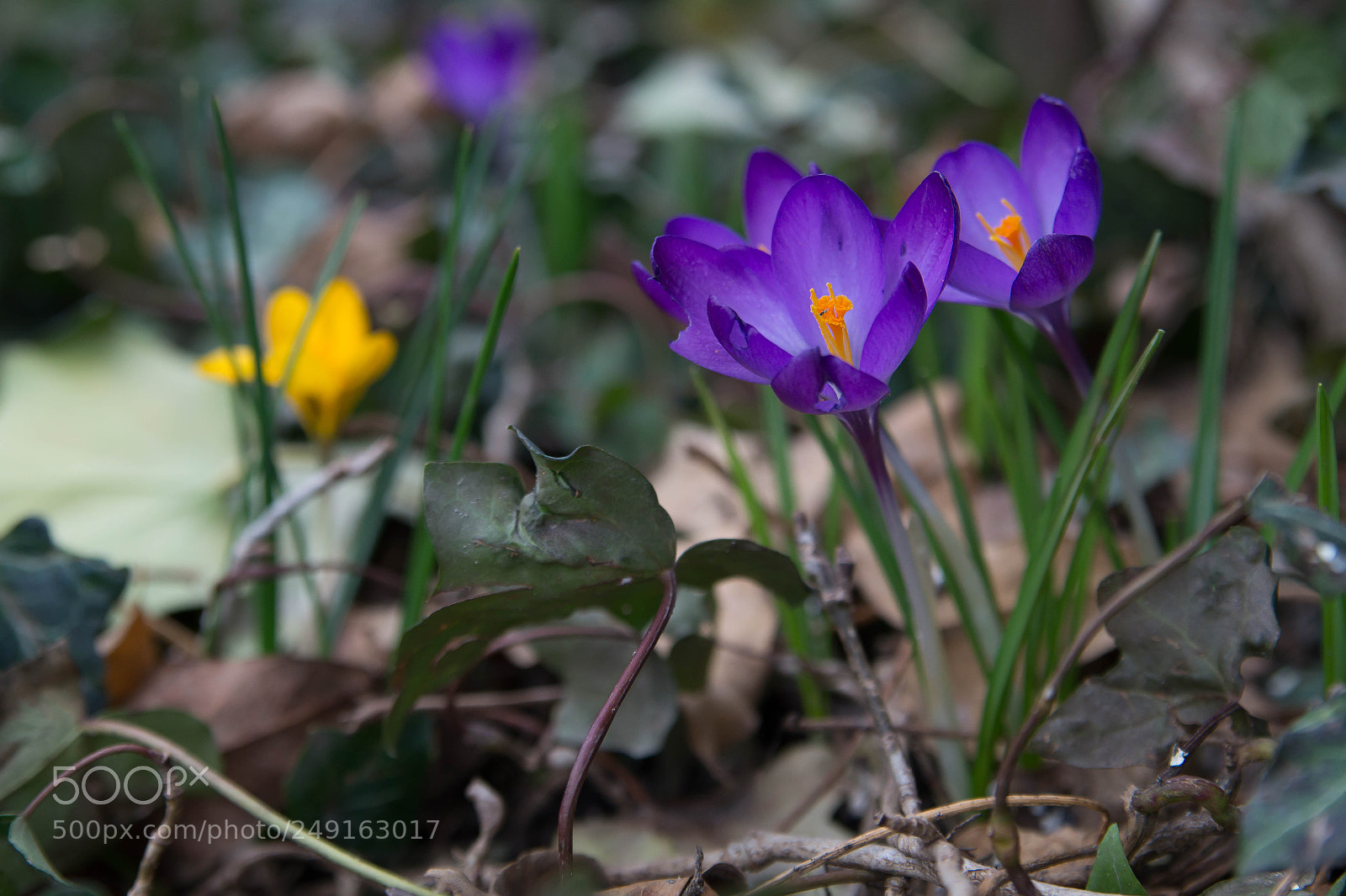 Sony SLT-A58 sample photo. Crocus ii photography