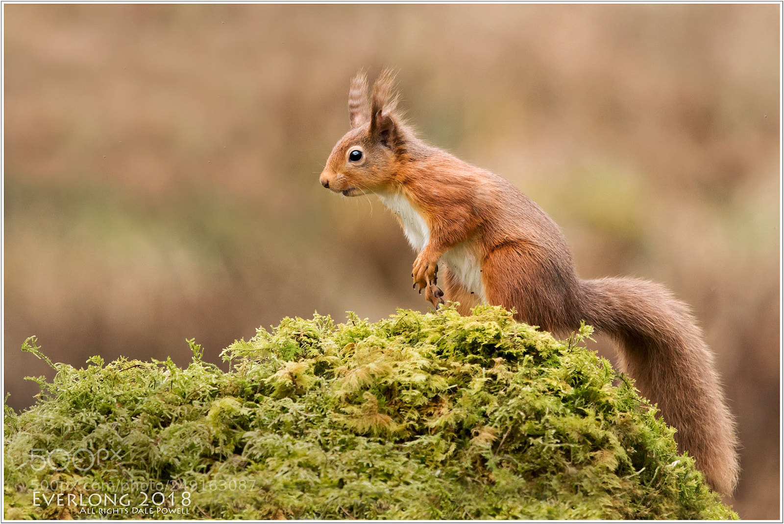 Canon EOS 5D Mark IV sample photo. Red squirrel. photography