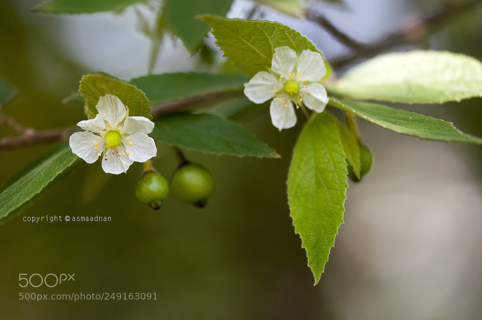 Nikon D90 sample photo. Morning blossom photography