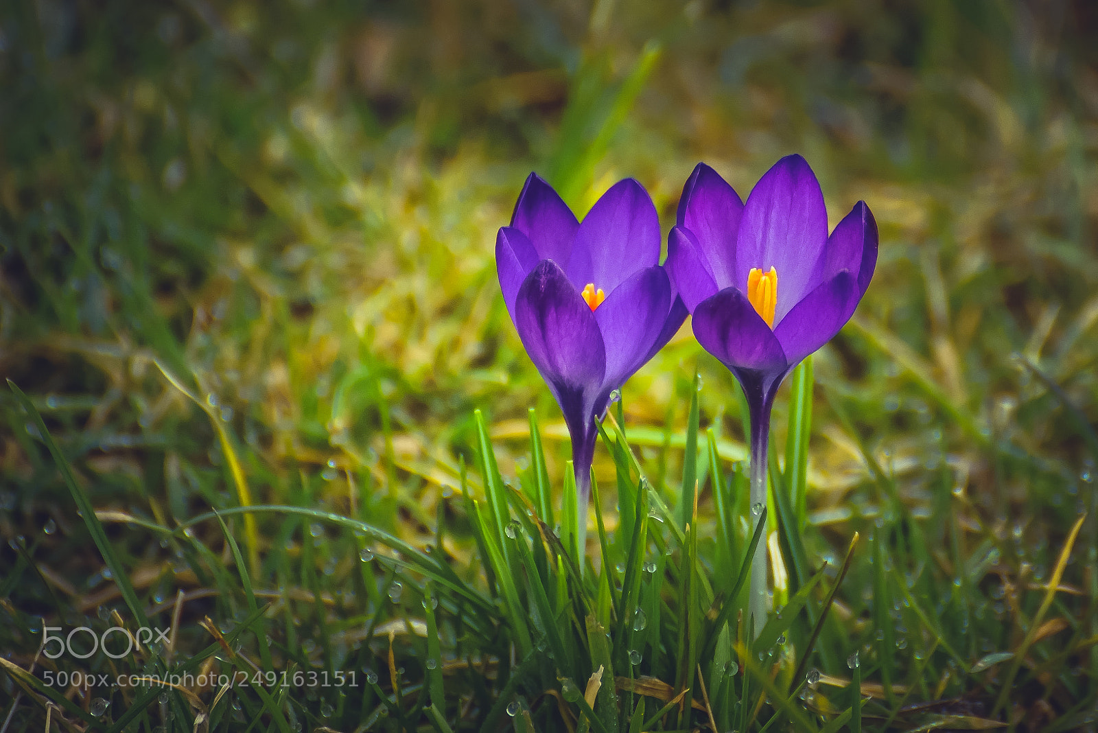 Sony a6000 sample photo. Together we are strong photography
