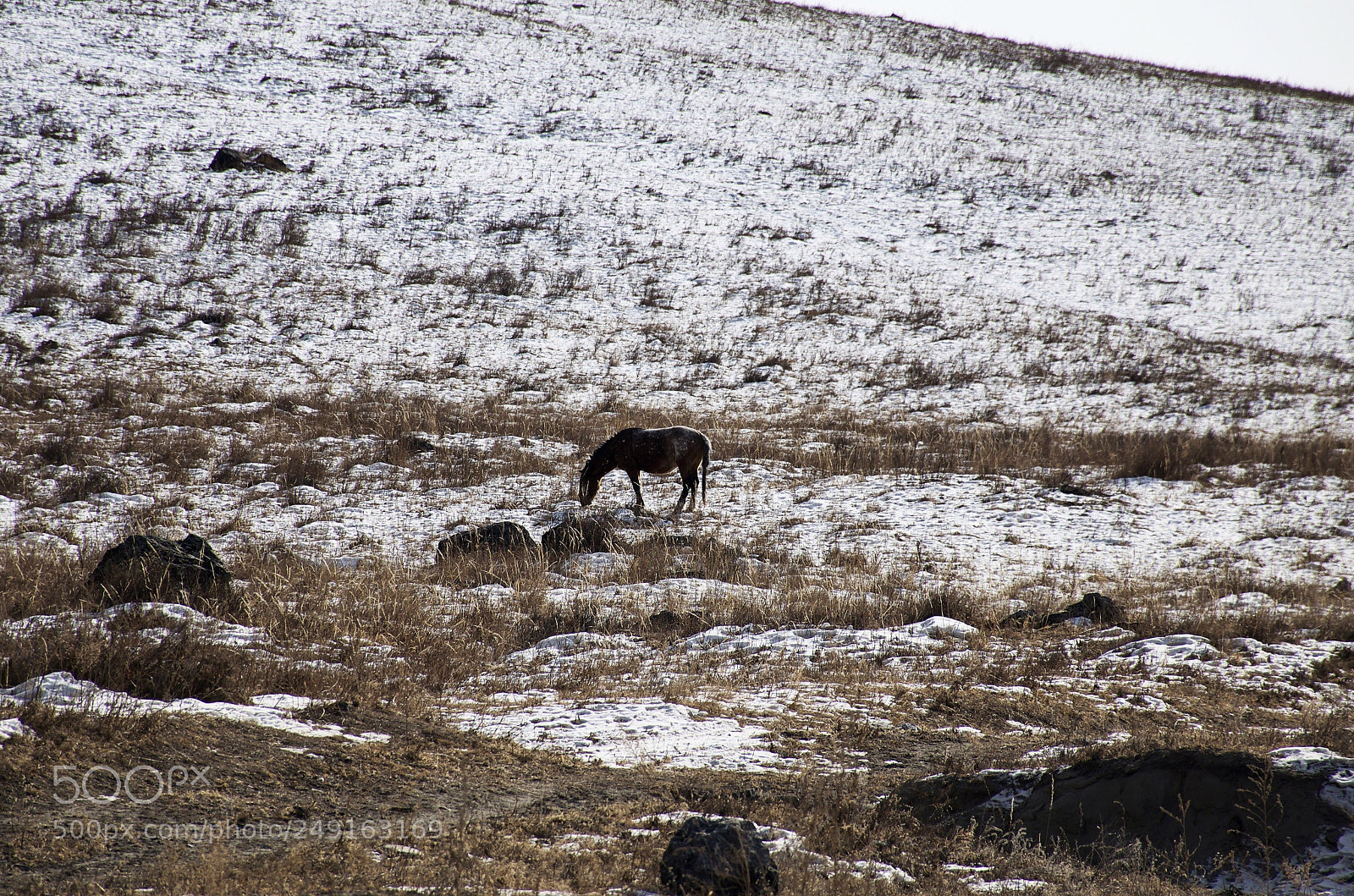 Nikon D5100 sample photo. Lonely horse photography