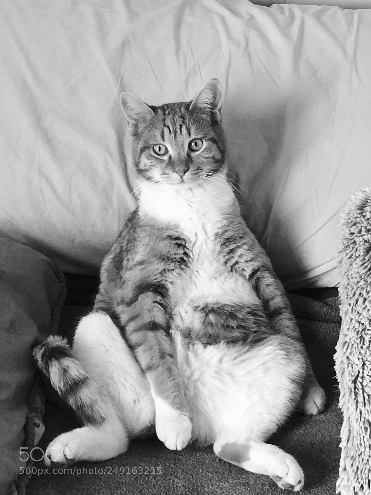 Apple iPhone 8 sample photo. Tigger weasley photography
