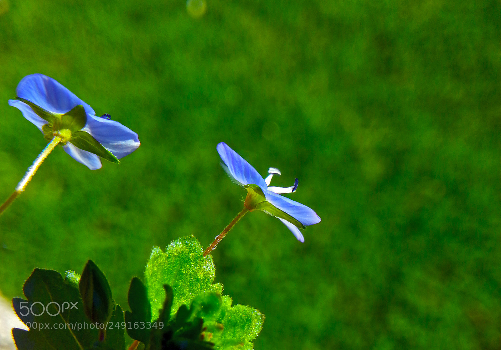 Samsung Galaxy Note2 sample photo. Flower photography