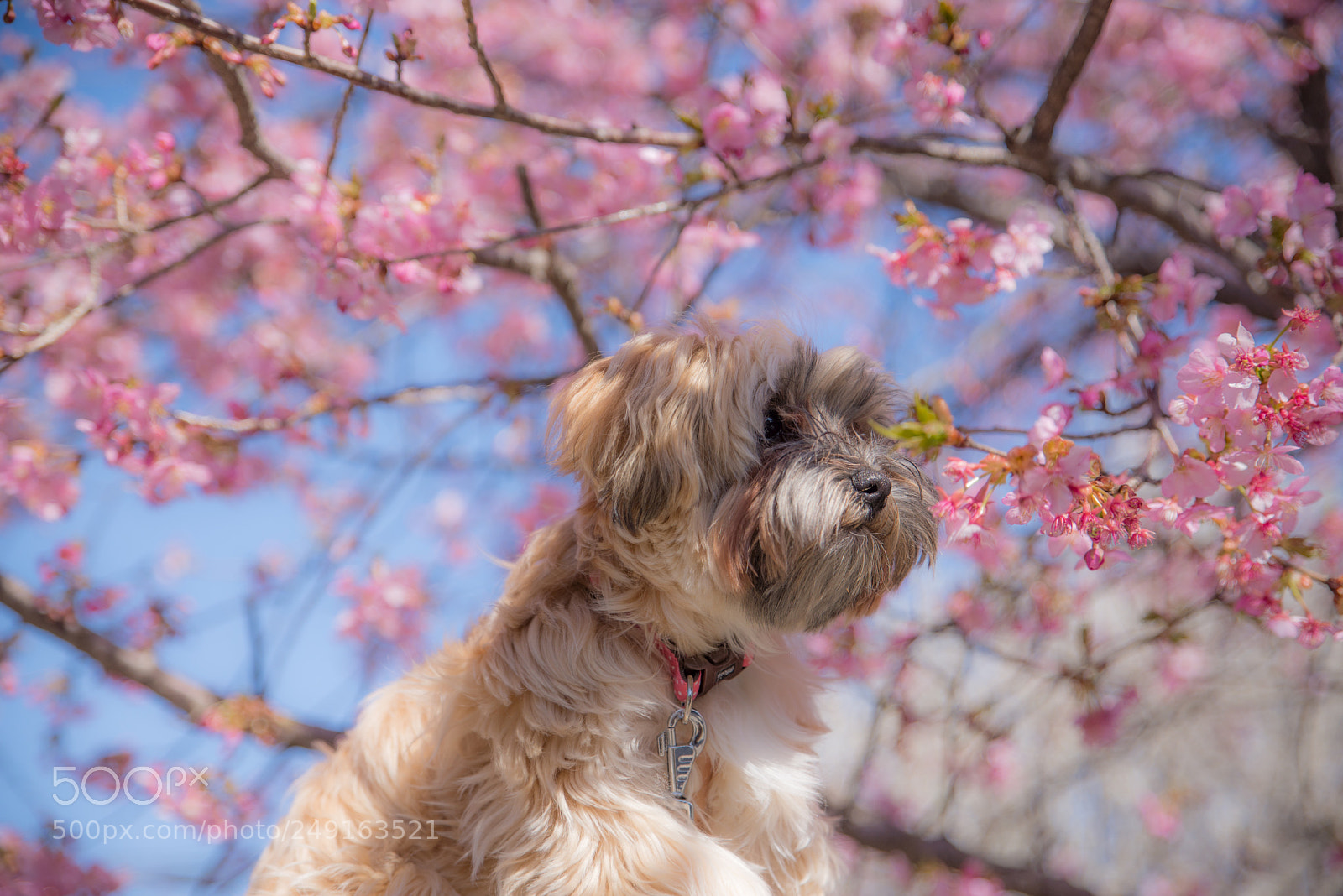 Nikon D610 sample photo. ジャ～～ックの花見 photography