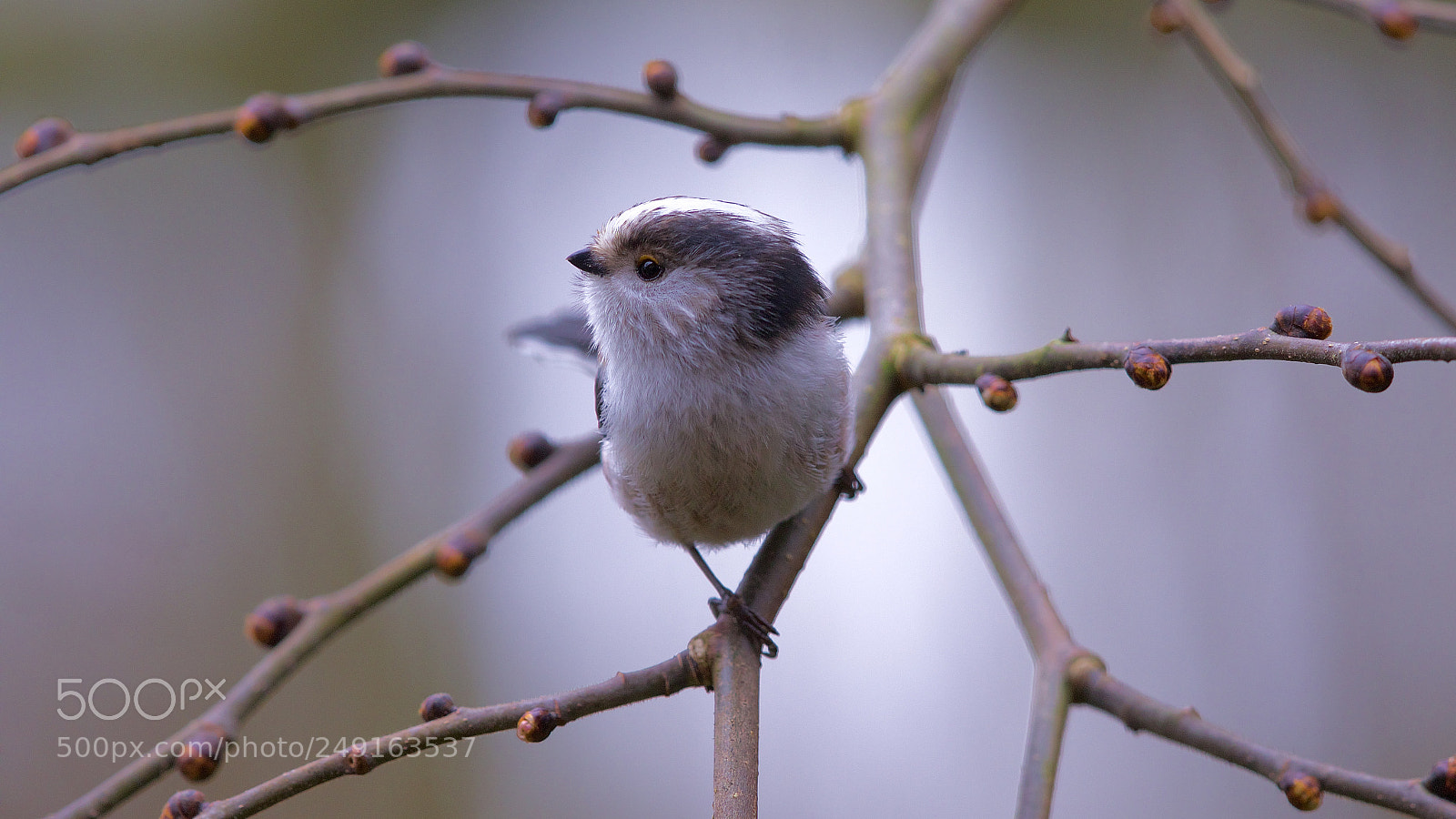 Canon EOS 7D Mark II sample photo. Tailed tit photography