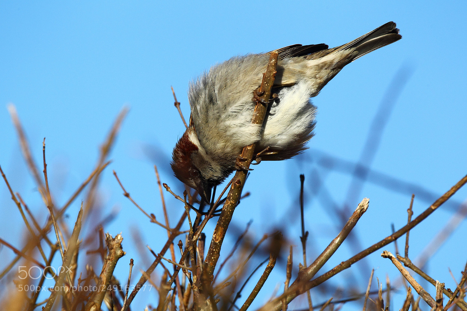 Canon EOS-1D Mark IV sample photo. Sparrow photography