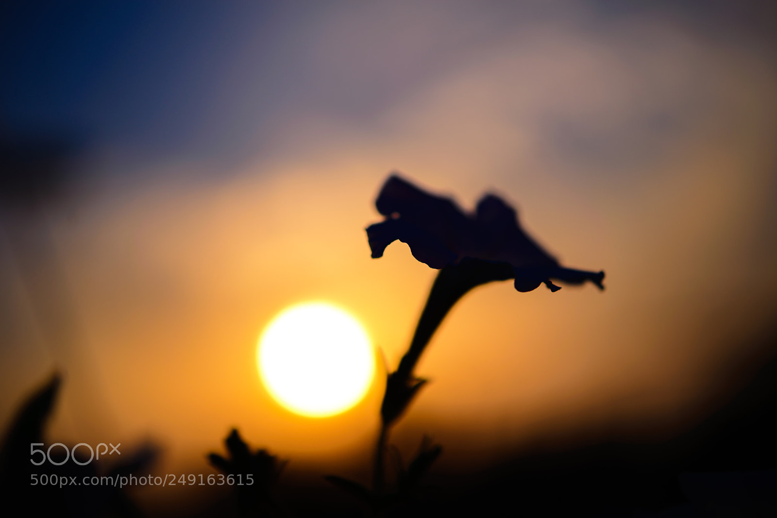 Nikon D610 sample photo. Spring, love, devotion and photography