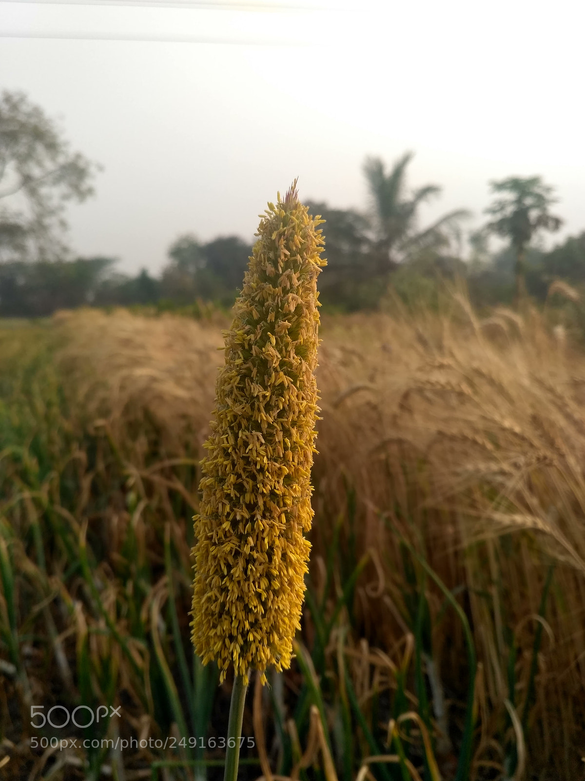 Xiaomi Redmi 3S sample photo. Untitled photography