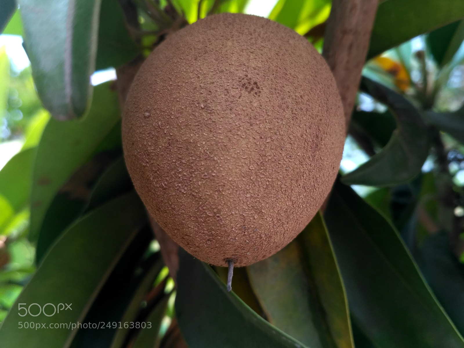 Xiaomi Redmi 3S sample photo. Untitled photography